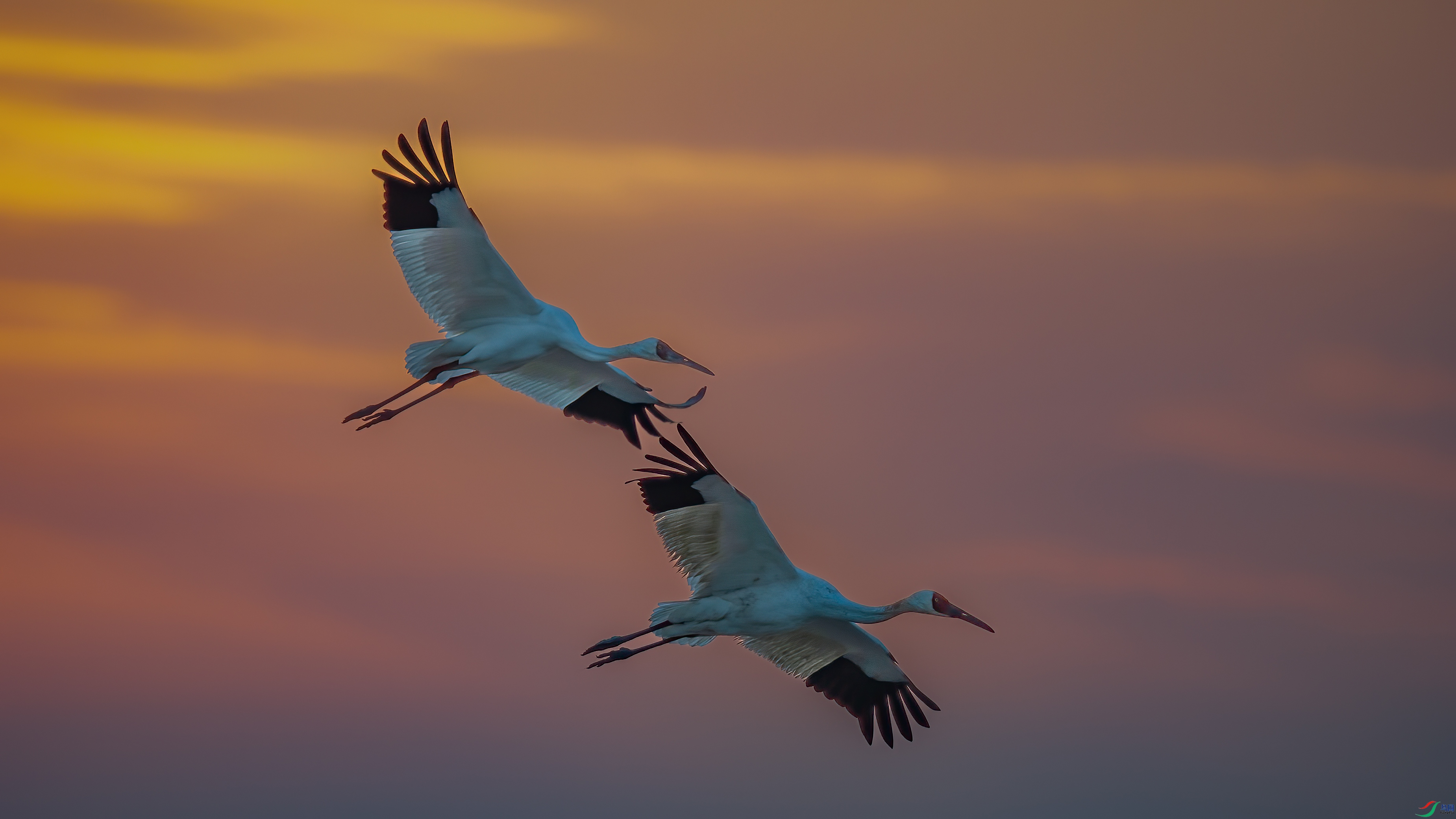 ����˫˫�Ѽһ�