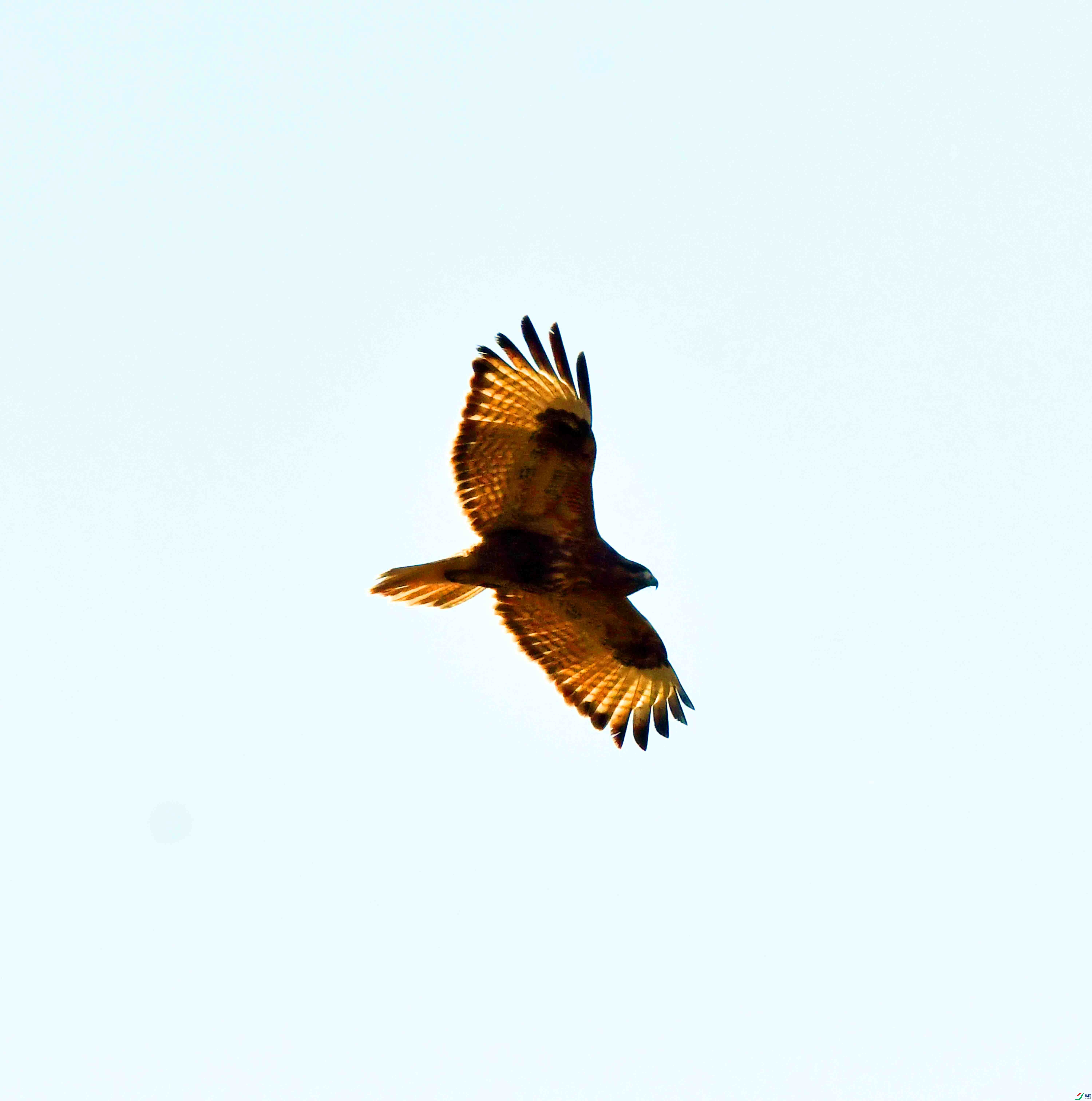 DSC_6606.JPG