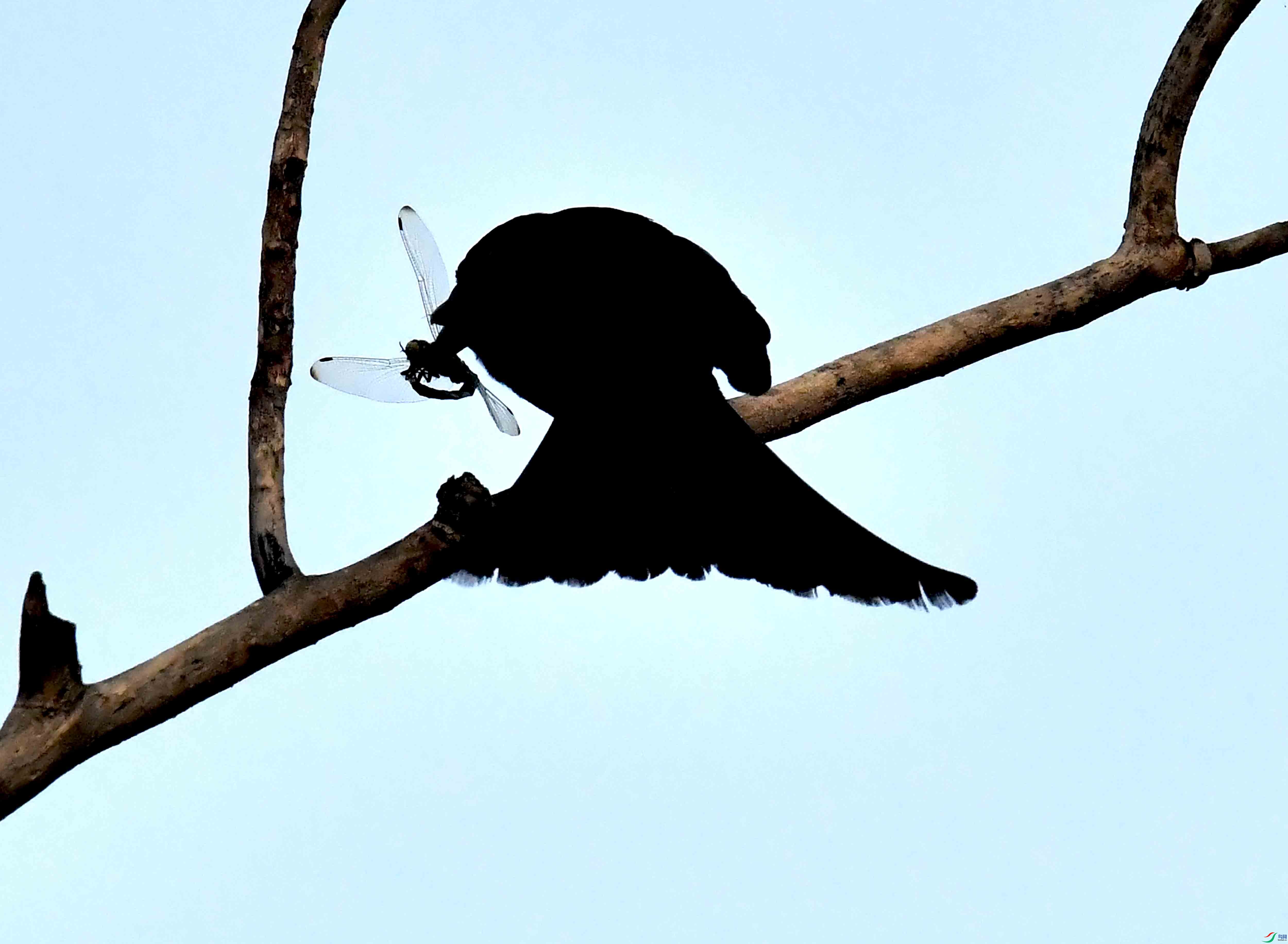 DSC_4267.JPG