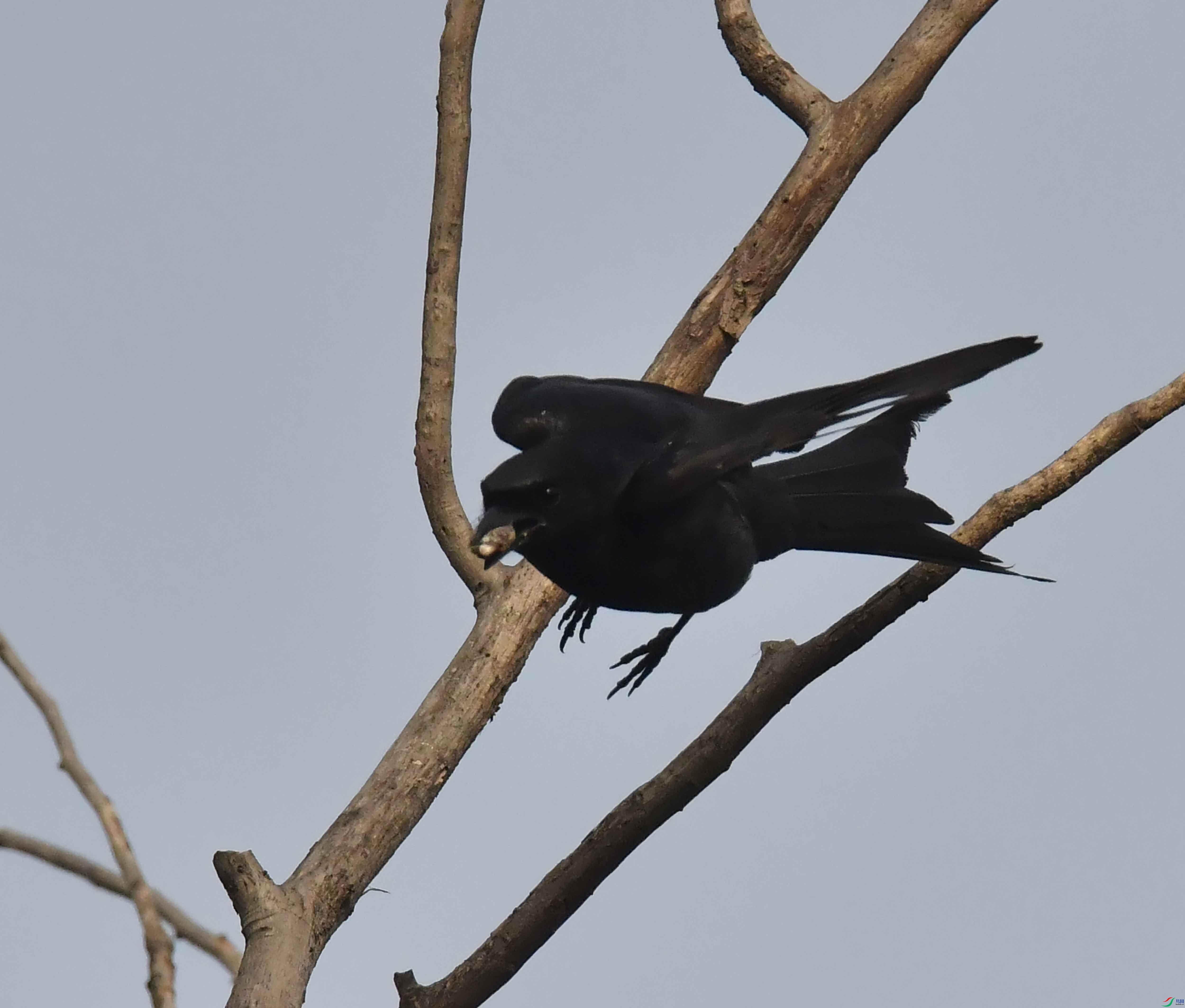 DSC_4400.JPG