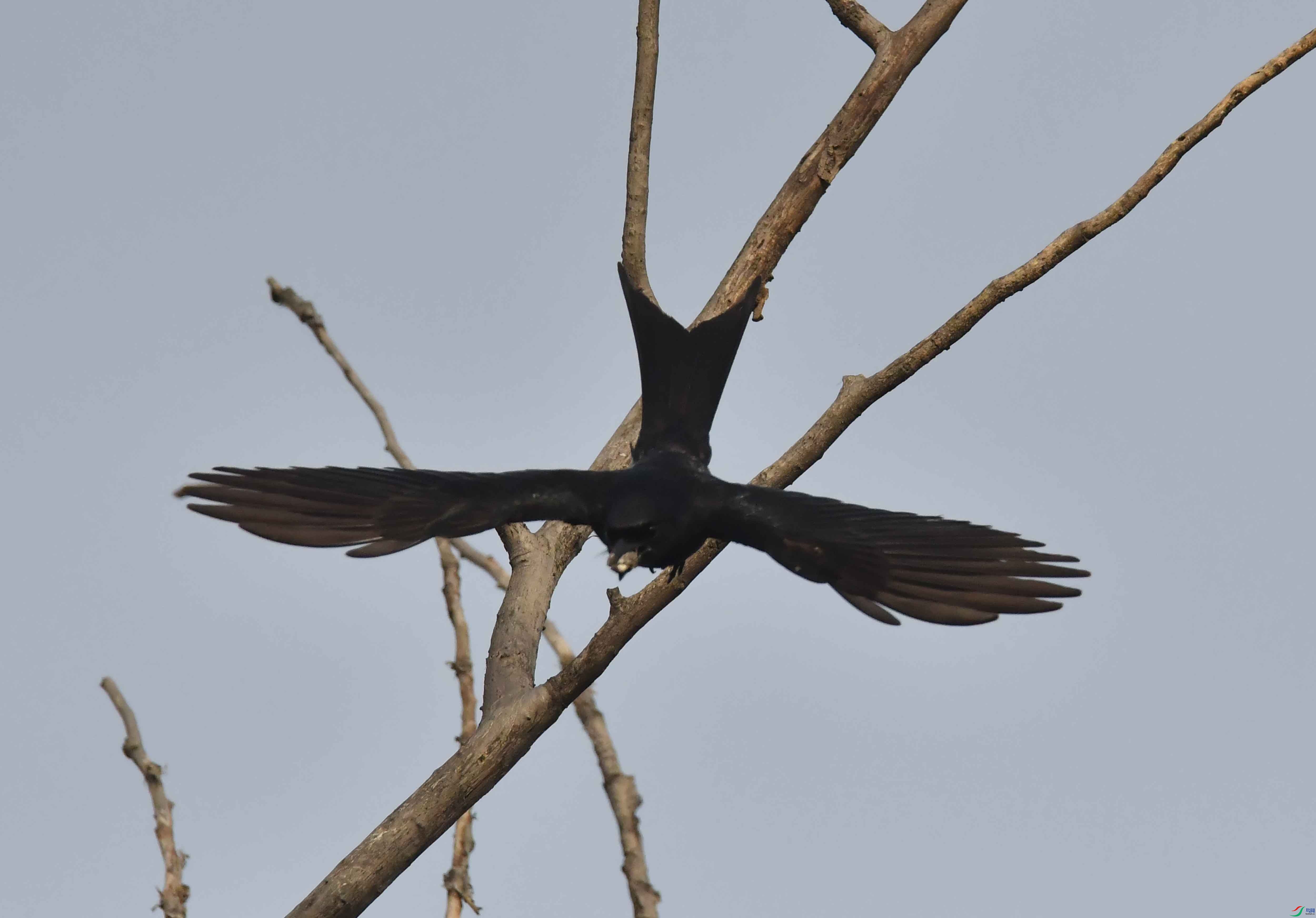 DSC_4401.JPG