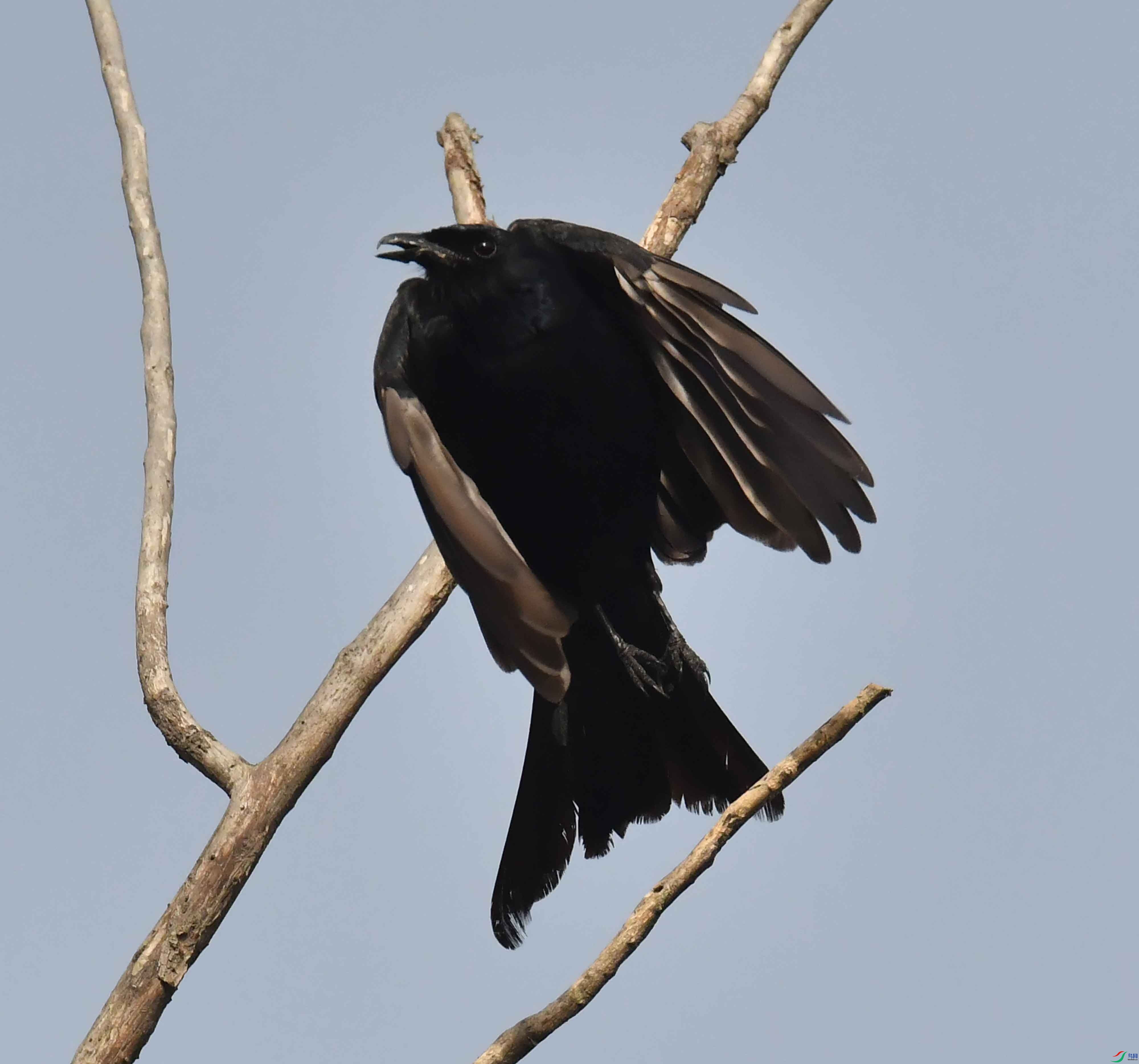 DSC_4766.JPG