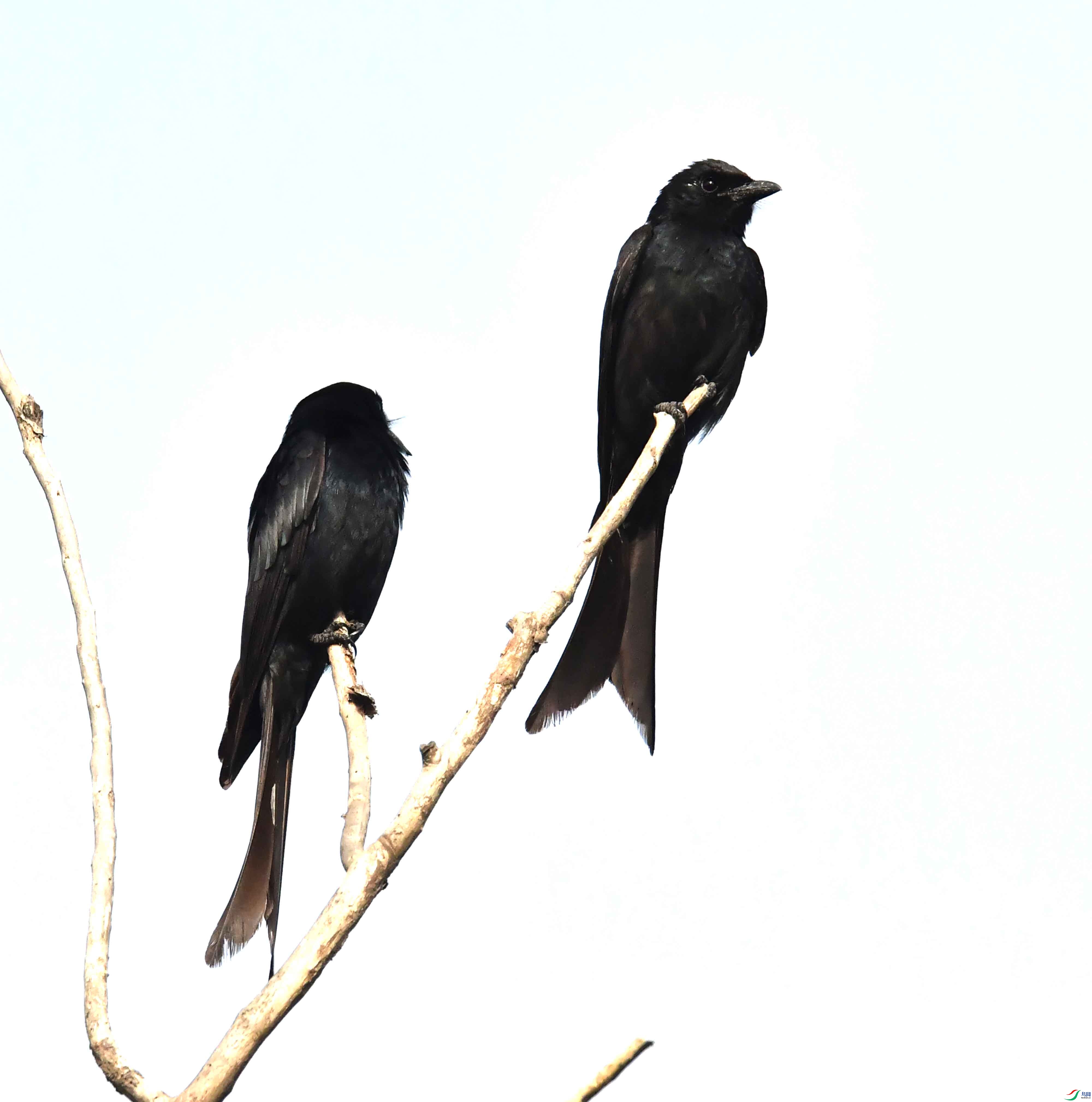 DSC_4781.JPG