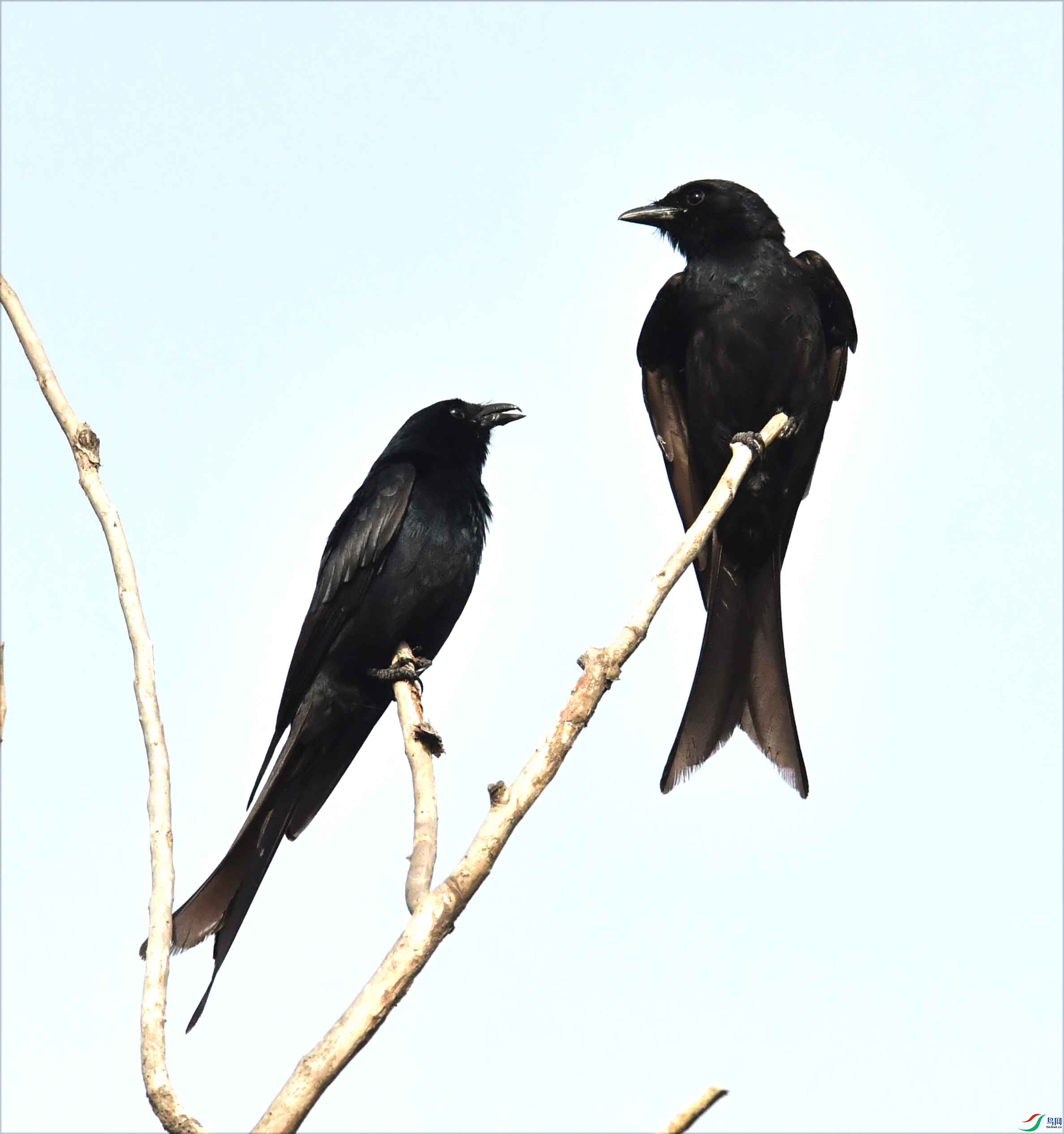DSC_4774.JPG