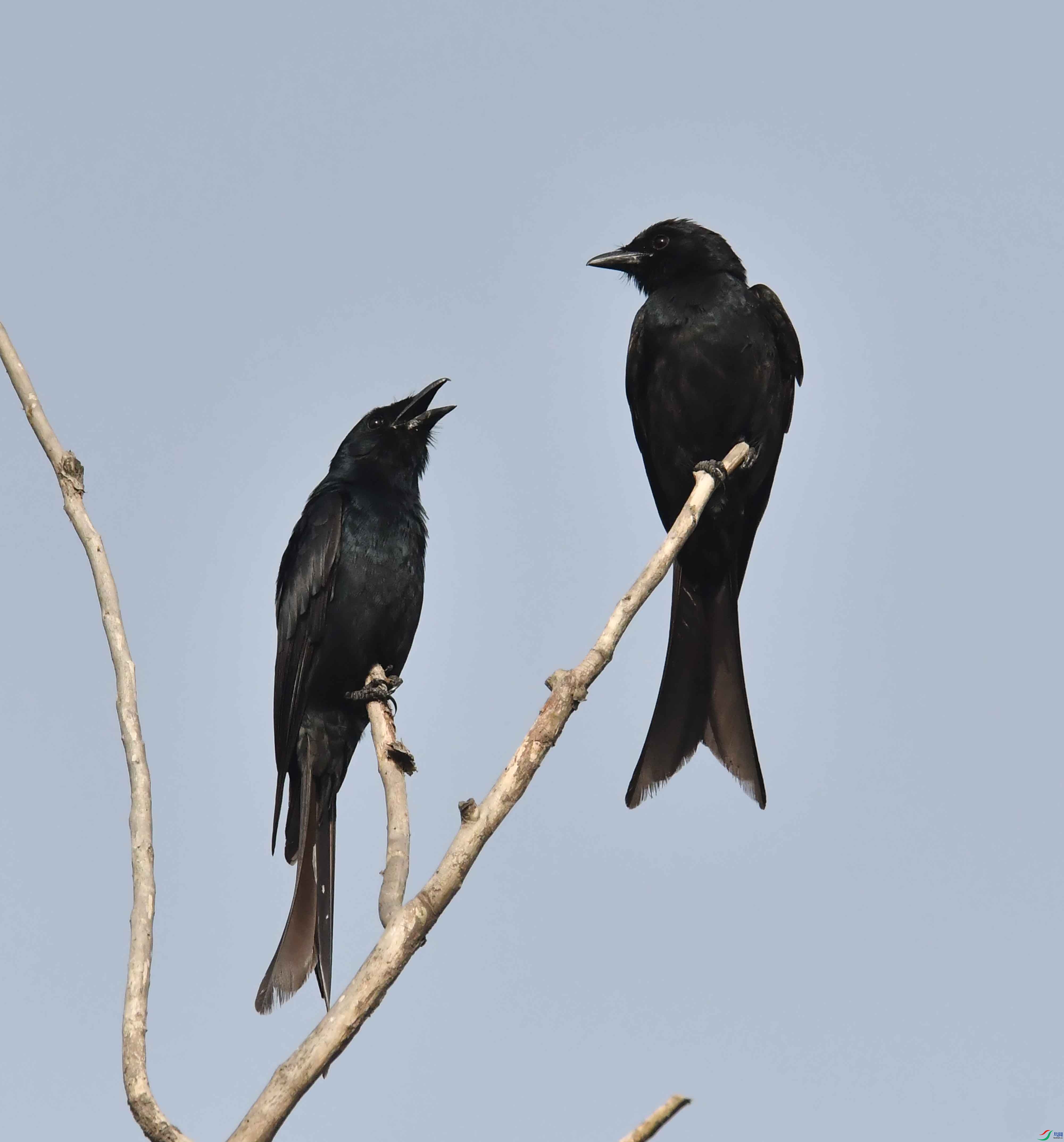 DSC_4776.JPG
