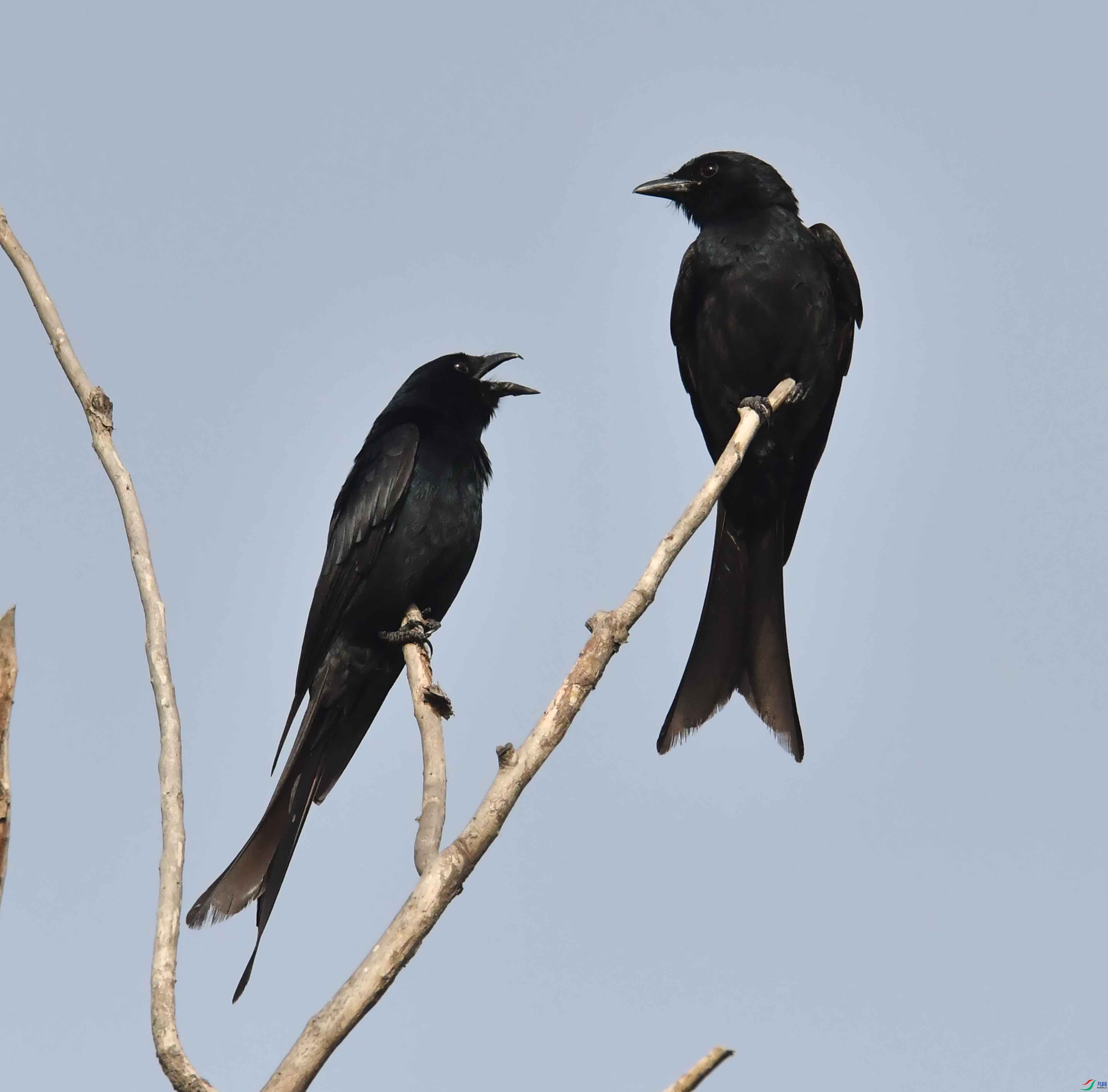 DSC_4775.JPG