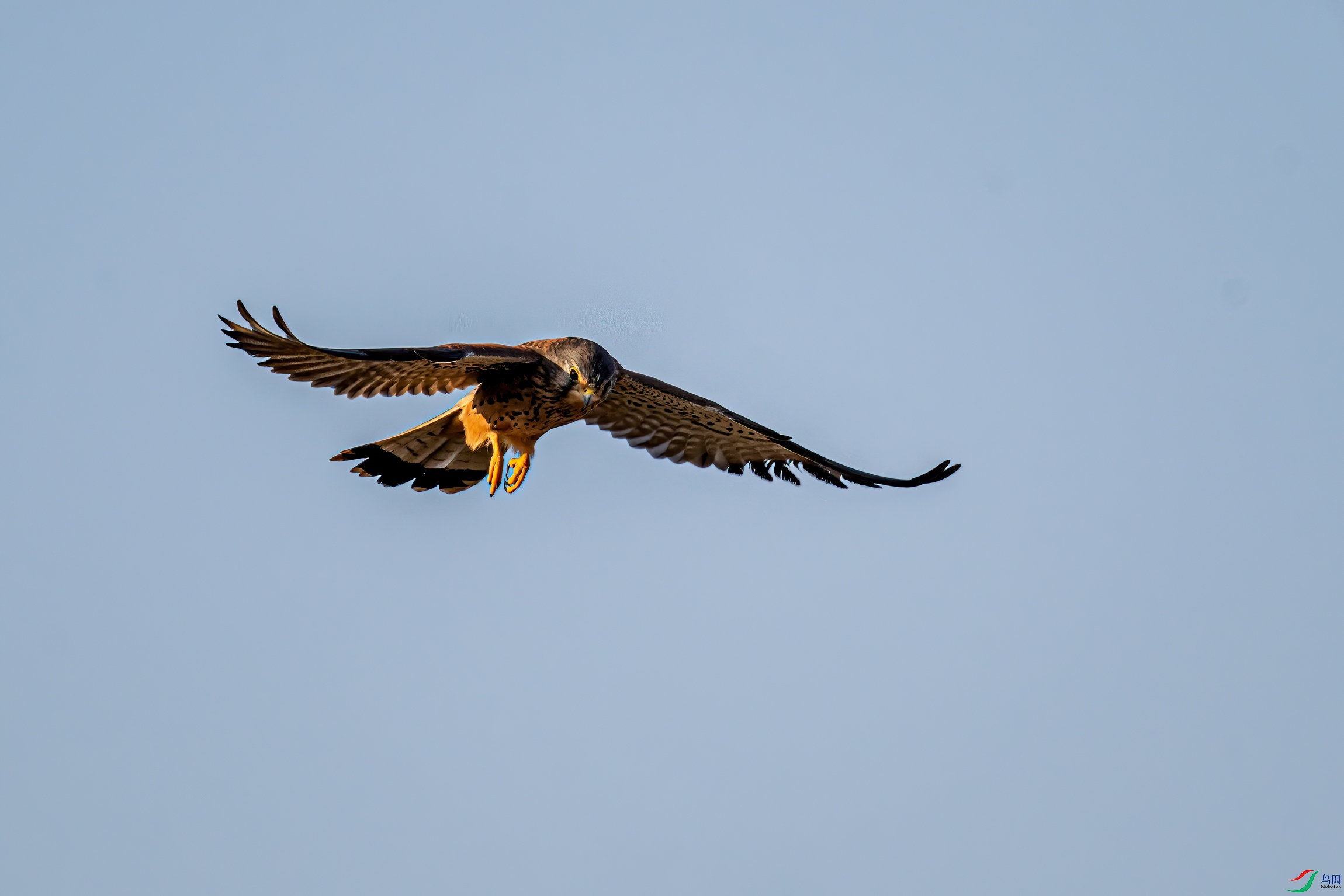 DSC_2458-11.jpg