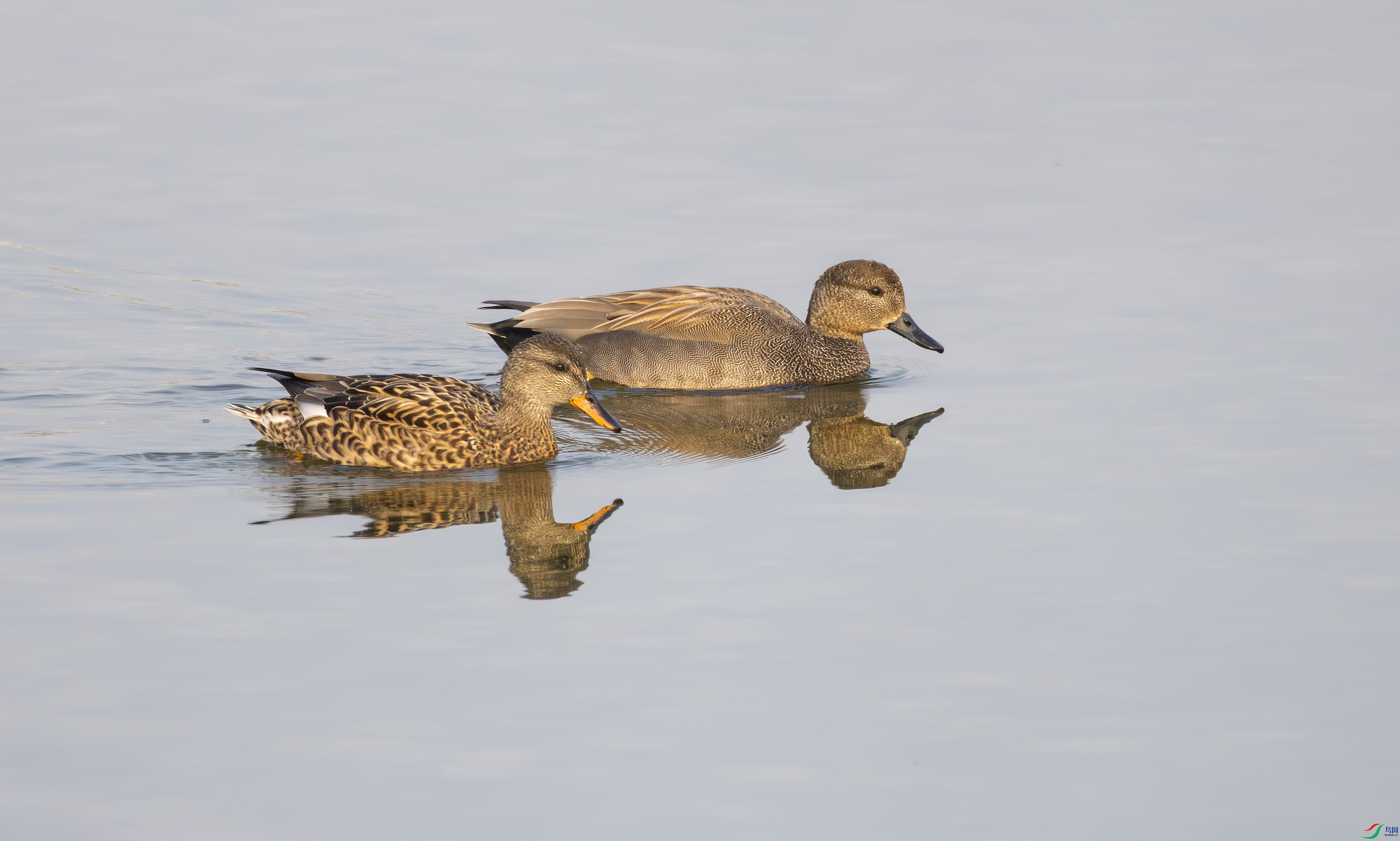 G47A5354-����ǿ-NR ����.jpg