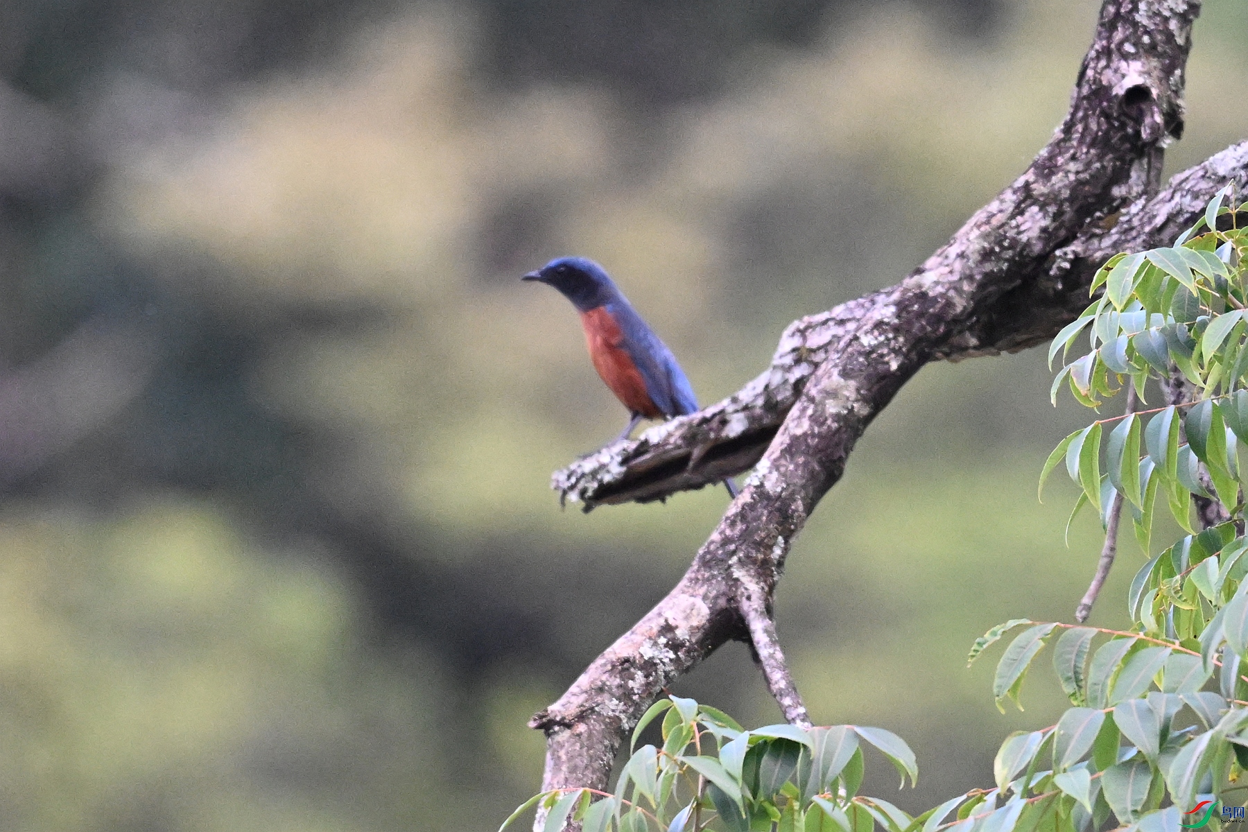 DSC_1800.JPG