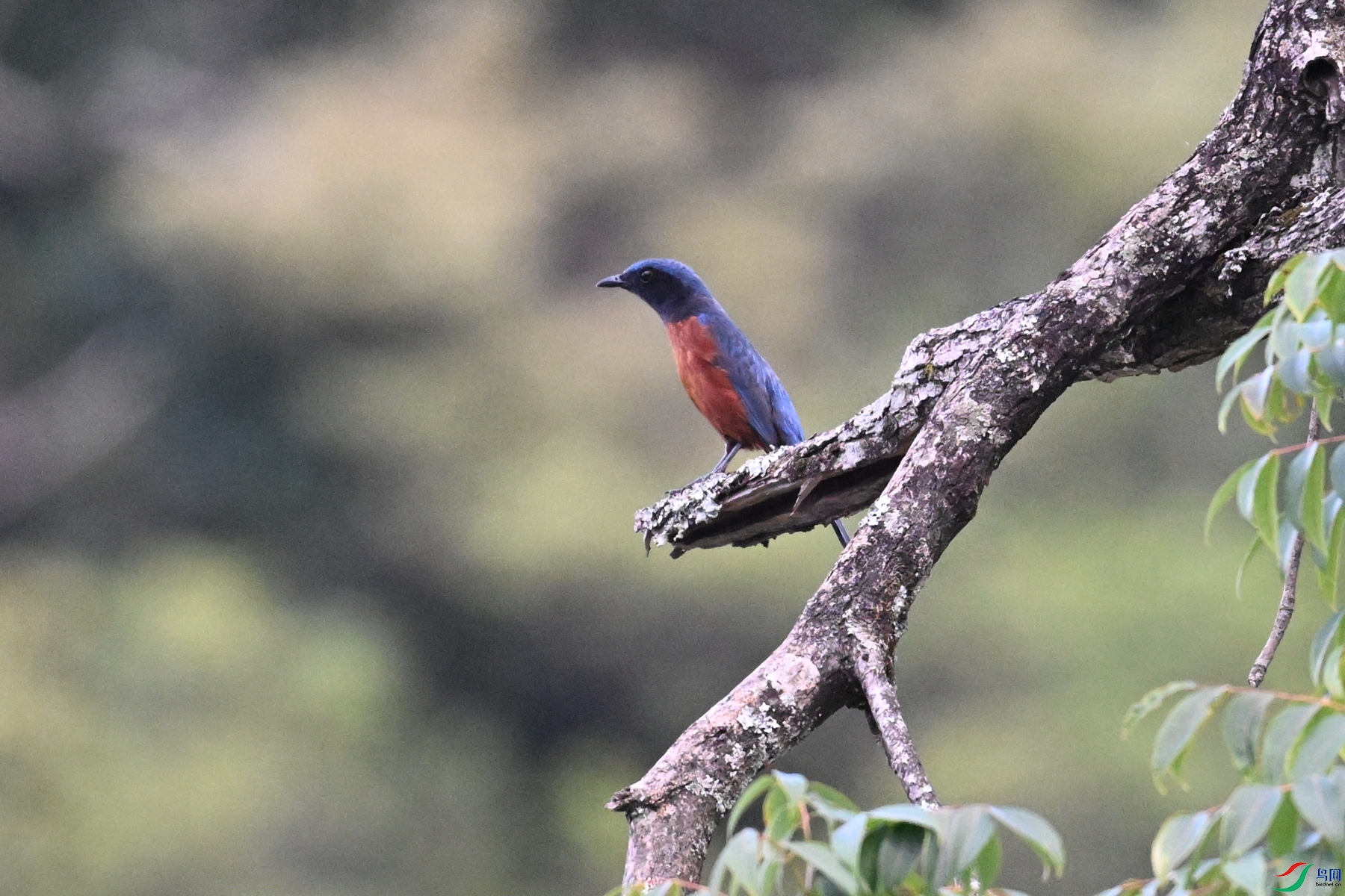 DSC_1803.JPG