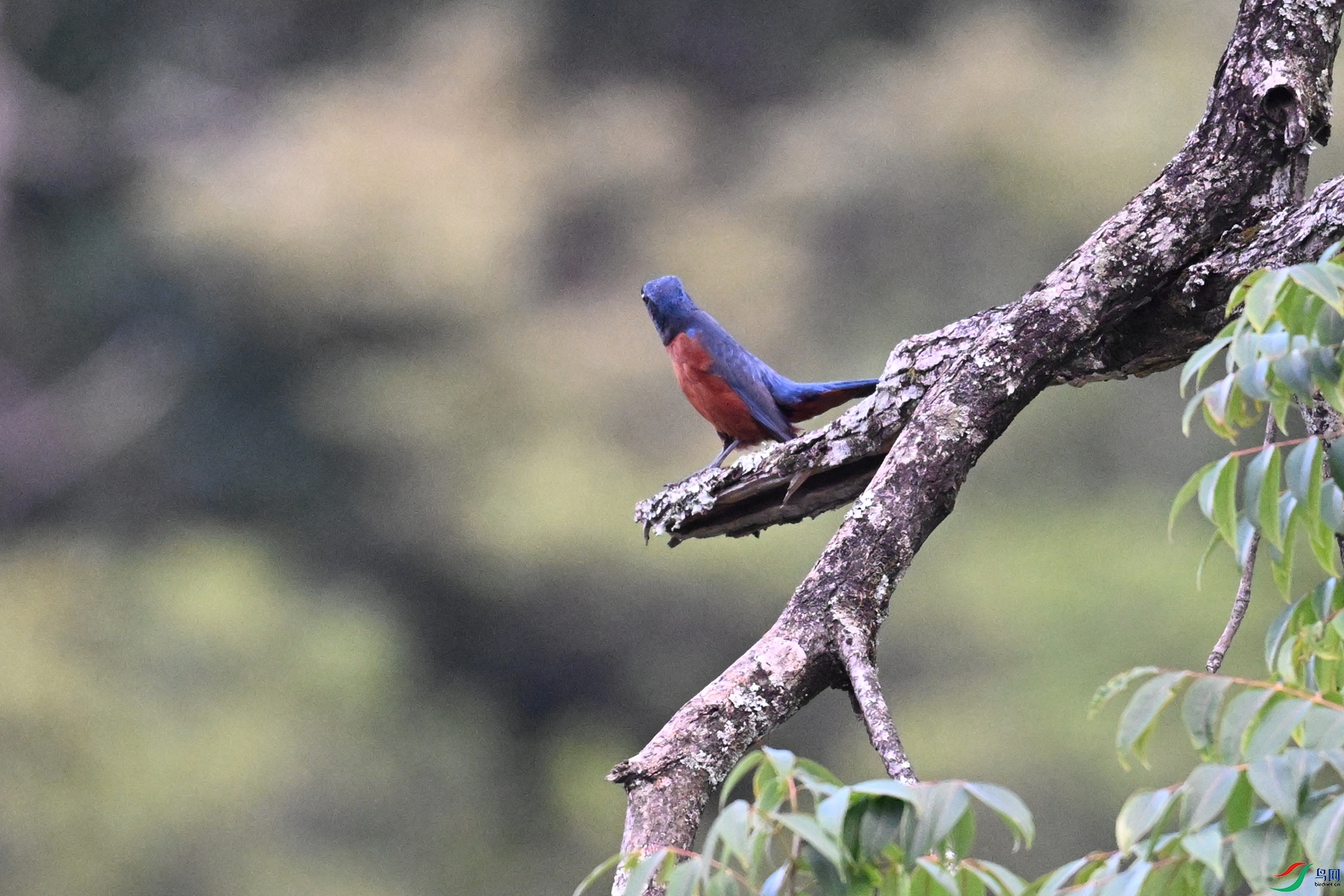 DSC_1815.JPG