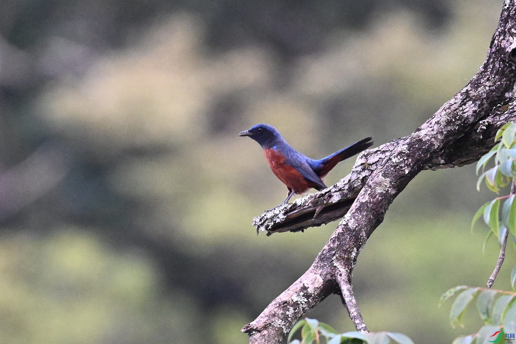 DSC_1818.JPG