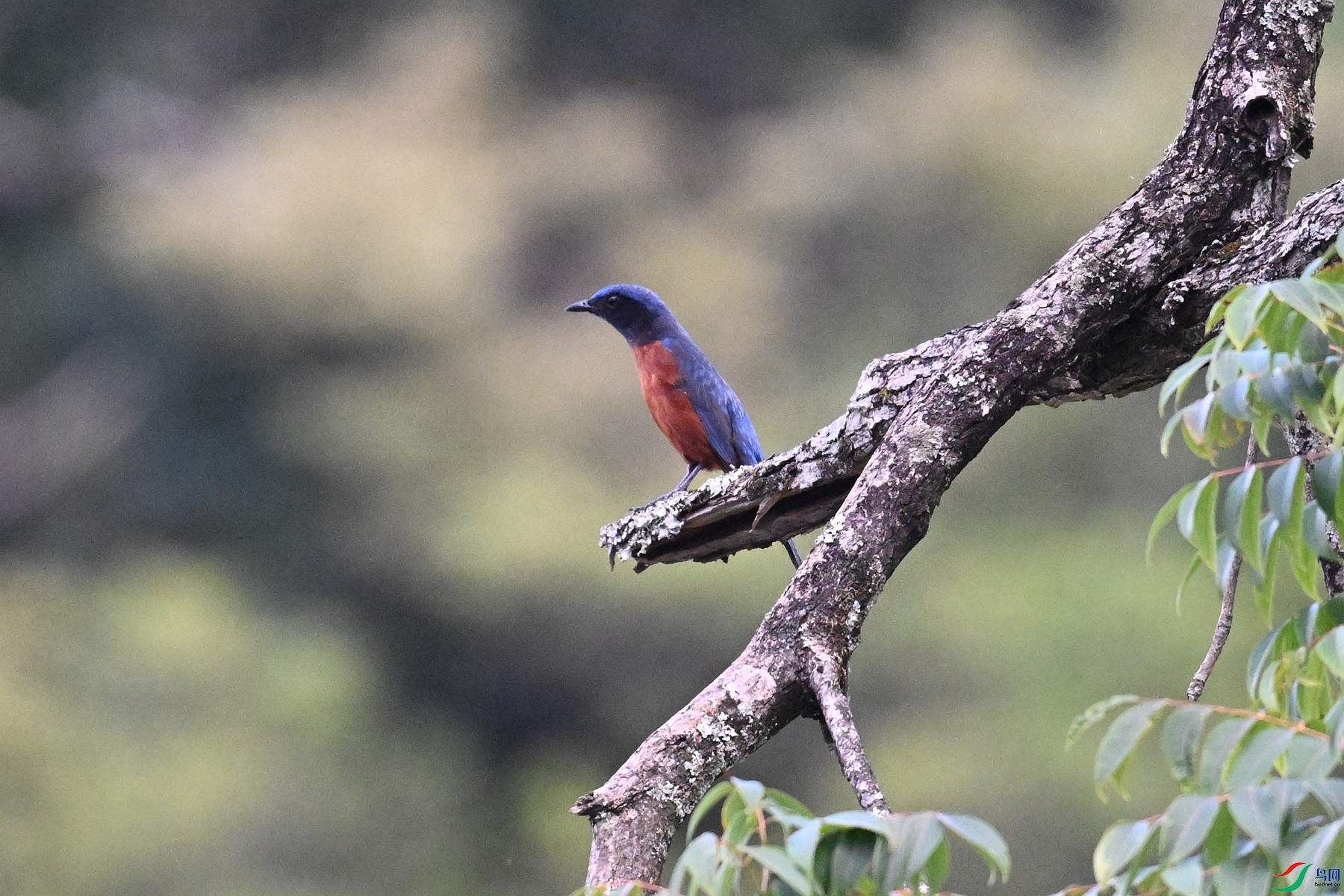 DSC_1810.JPG
