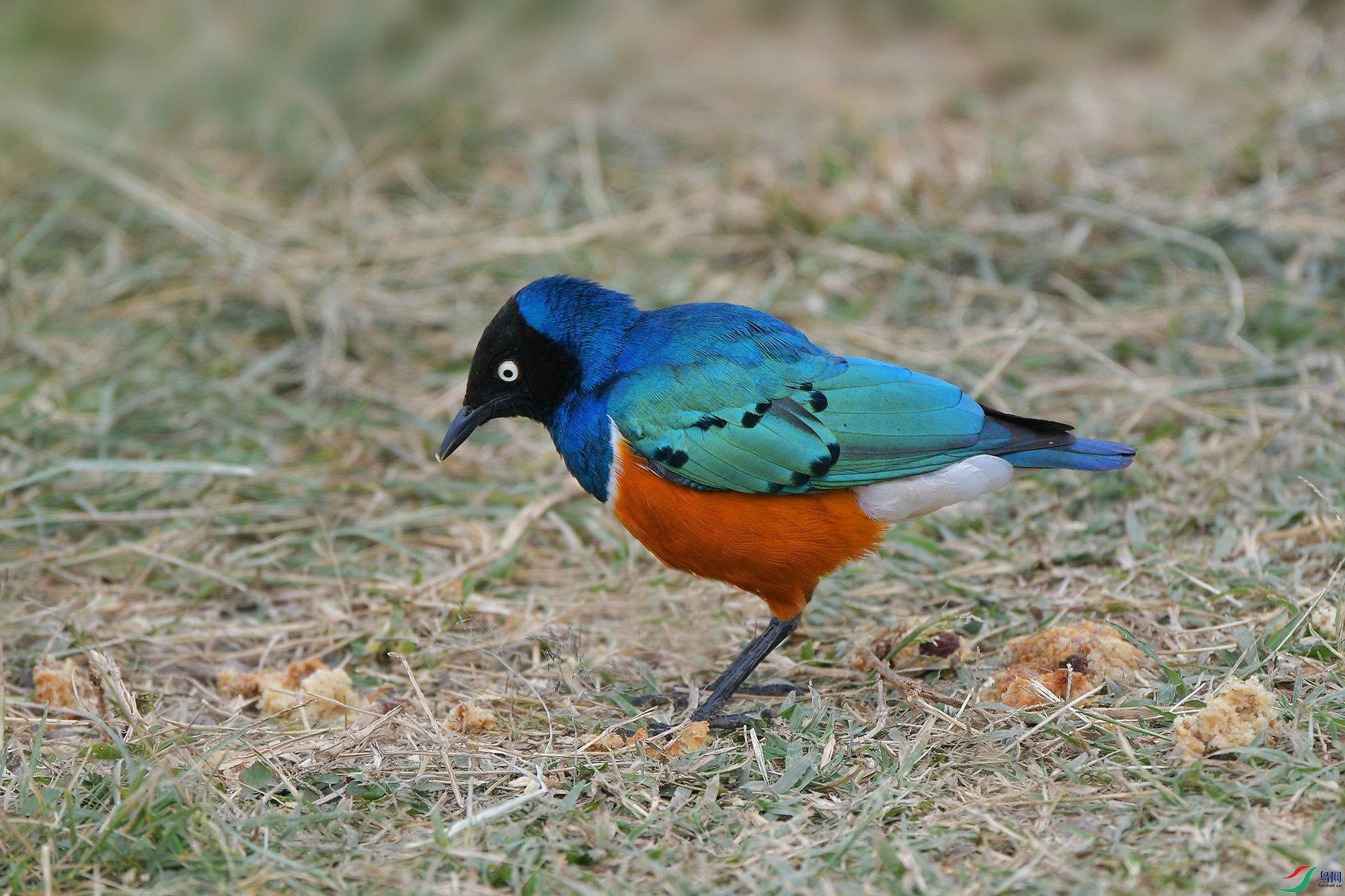 DSC_4332_.jpg