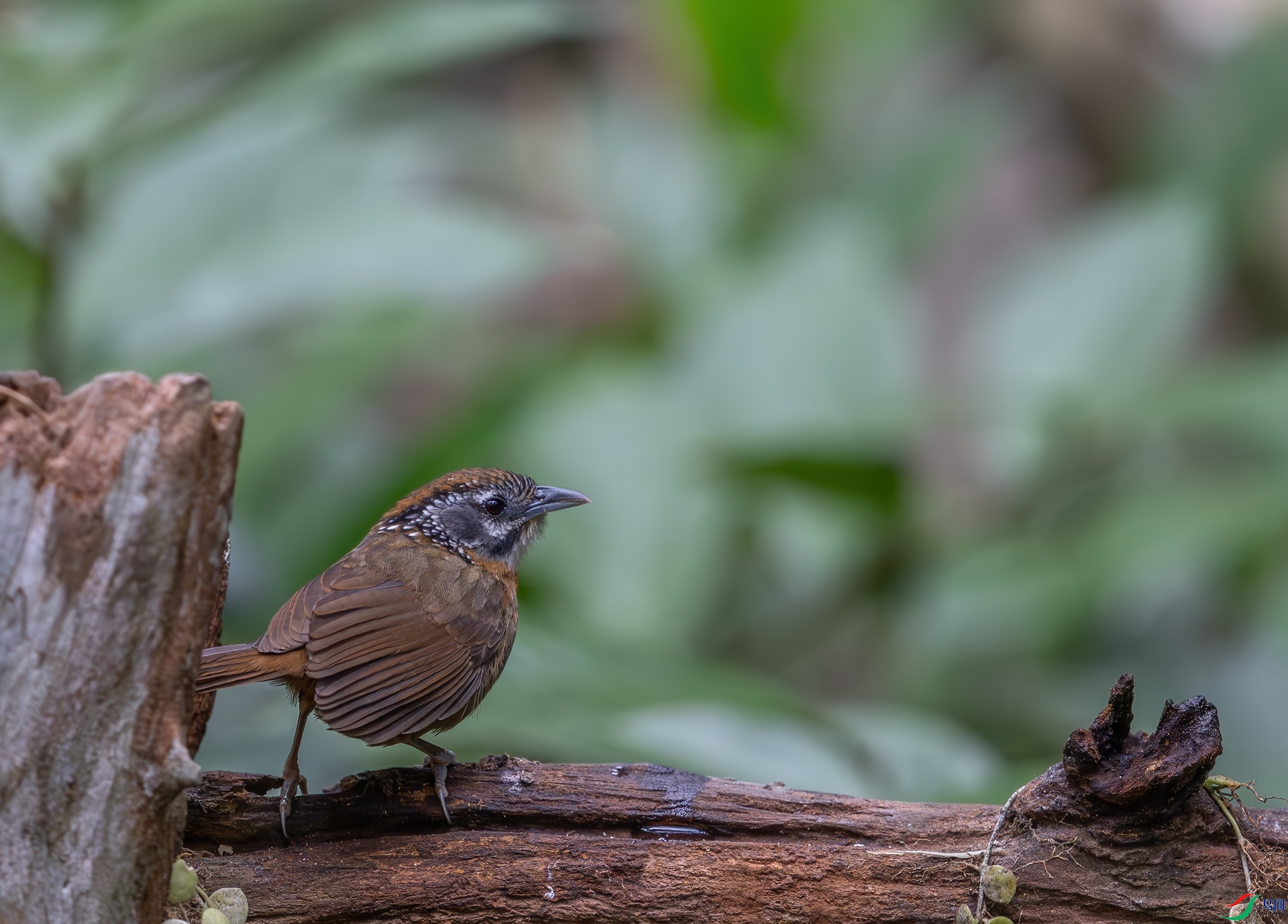 DSC_3614-1.jpg