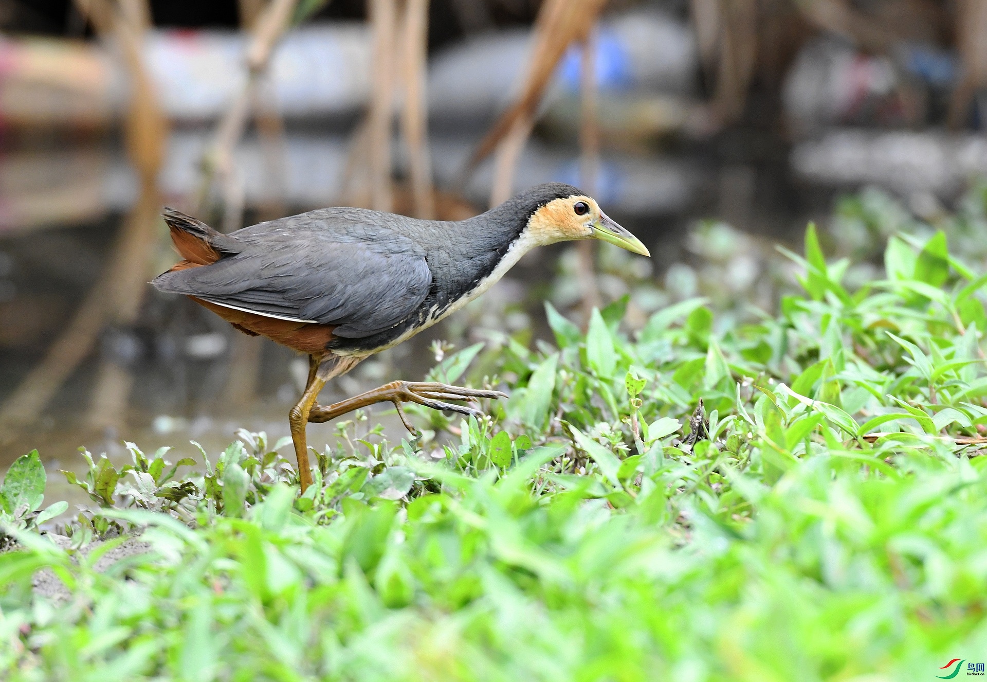 DSC_0677.jpg