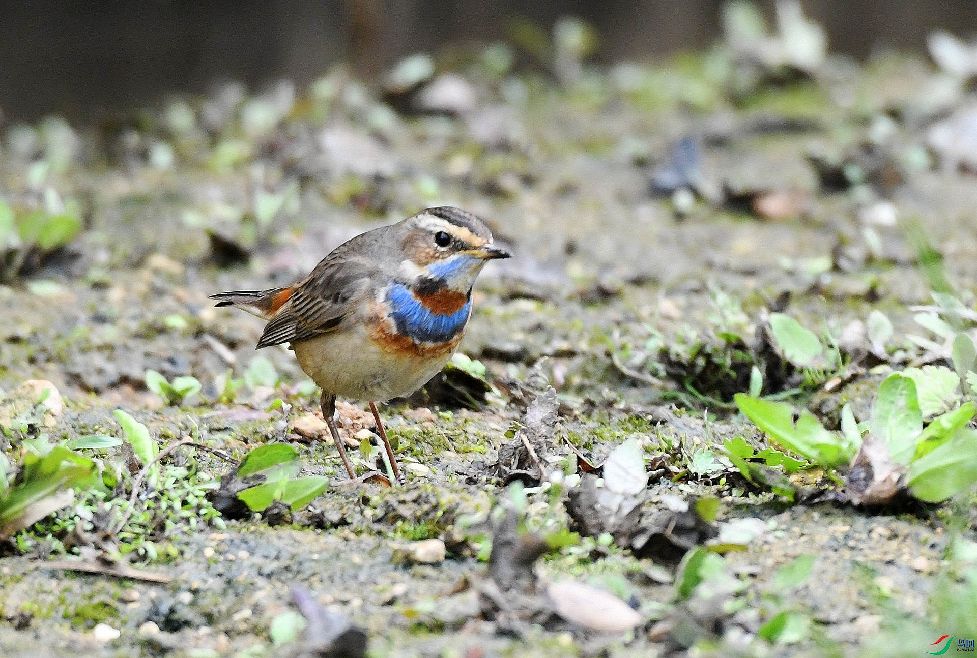 DSC_0675.jpg