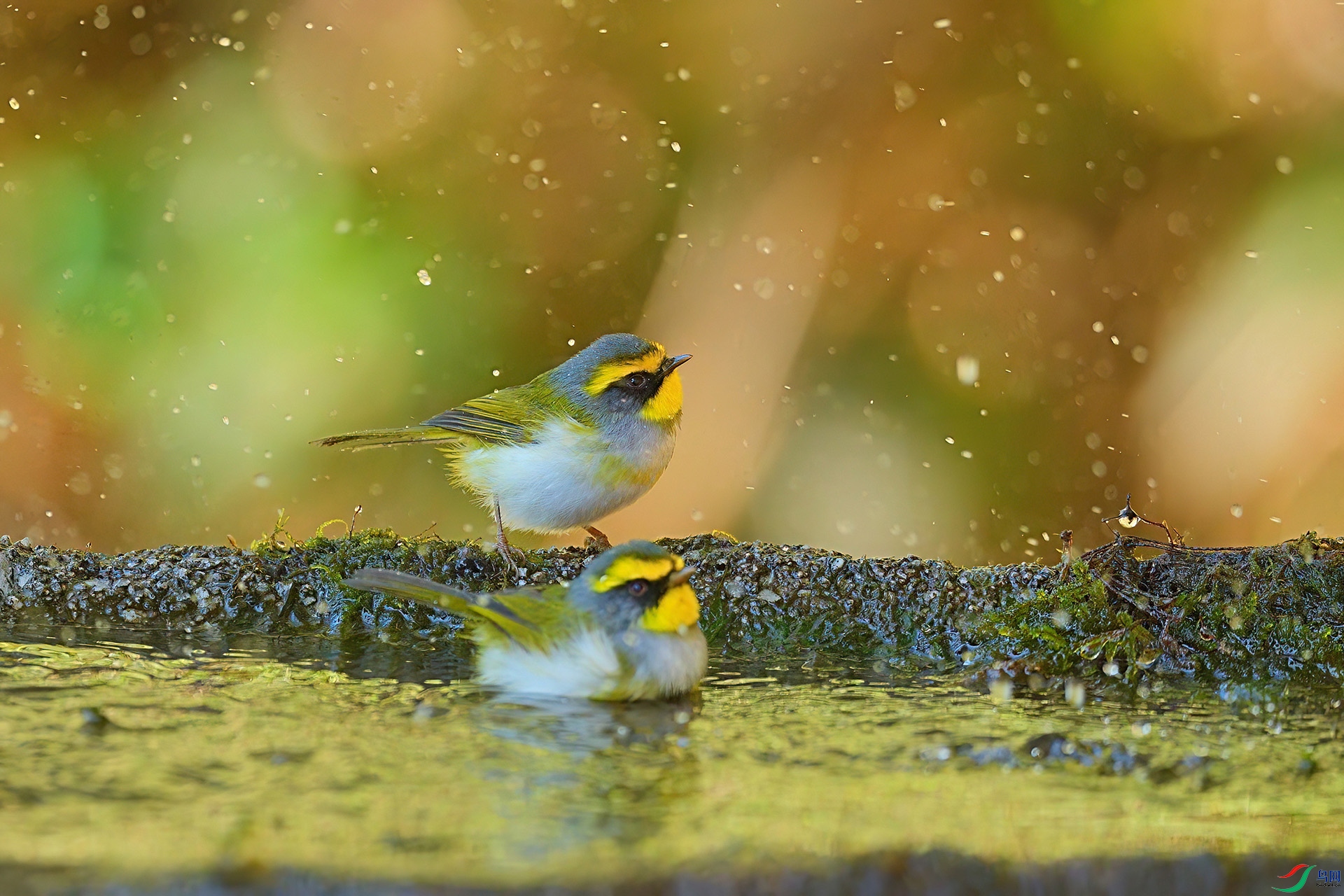 DSC01186-DeNoiseAI-low-light ���� 2.jpg