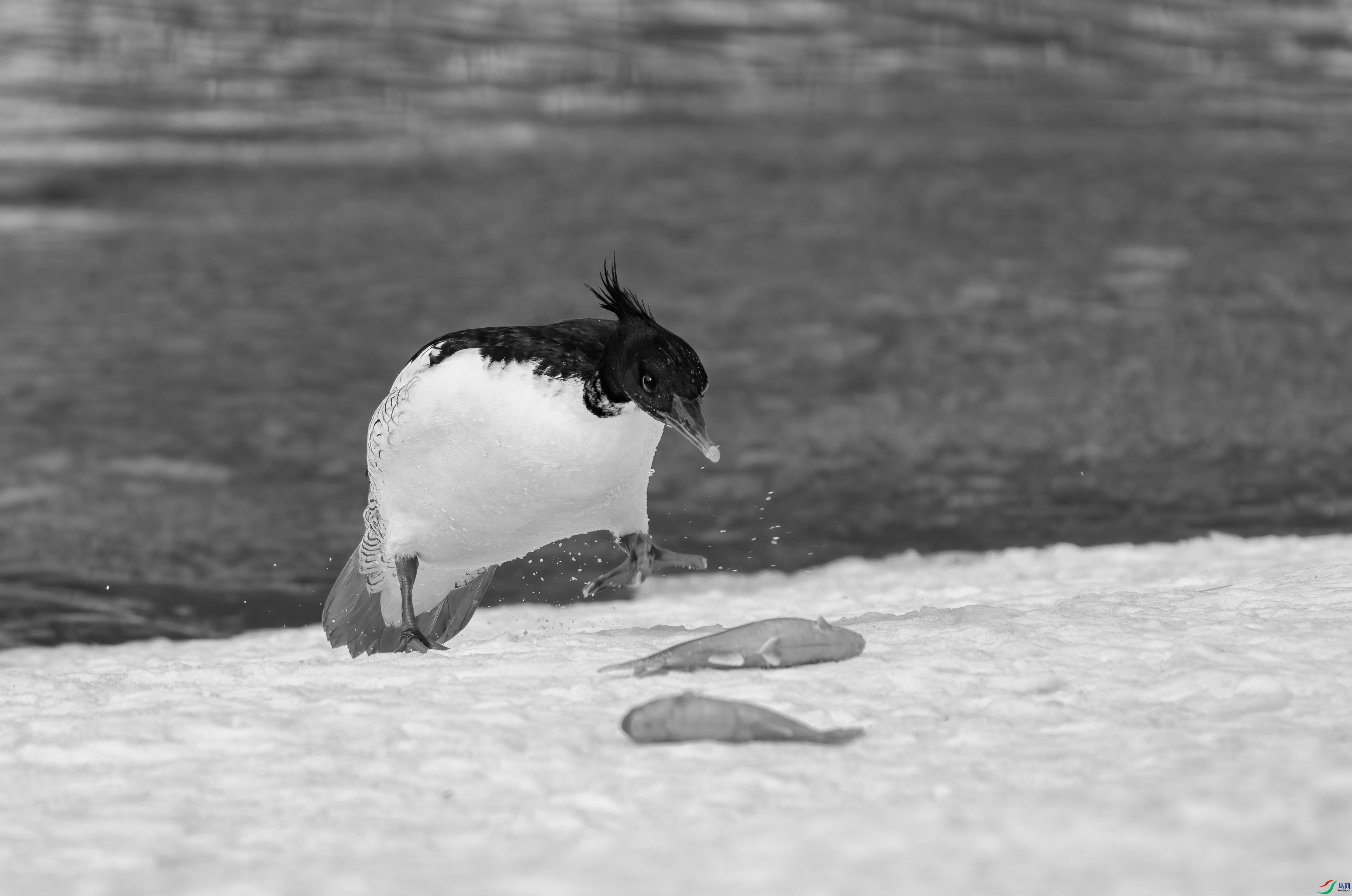 DSC04968 ����.jpg