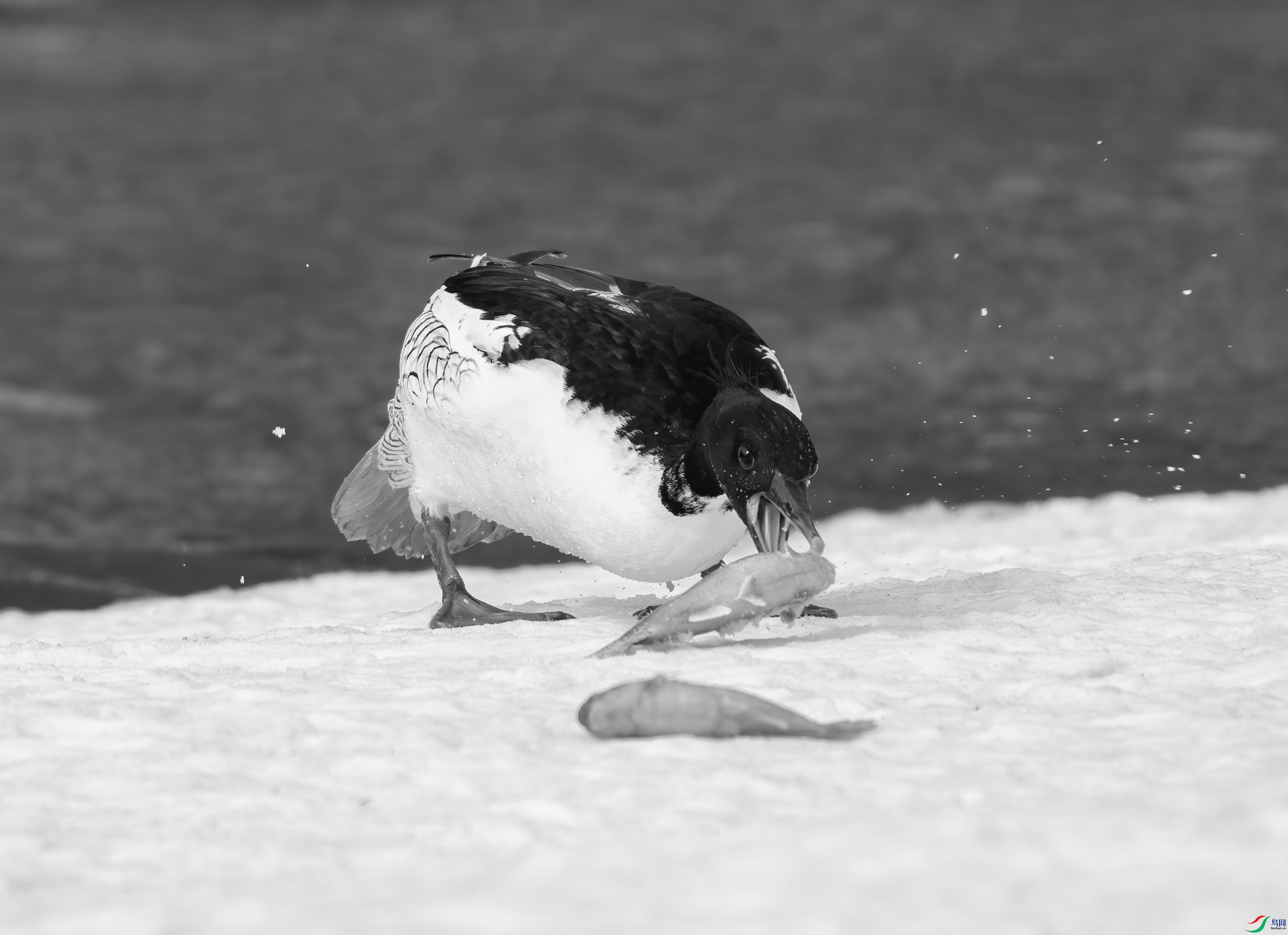 DSC04970 ����.jpg