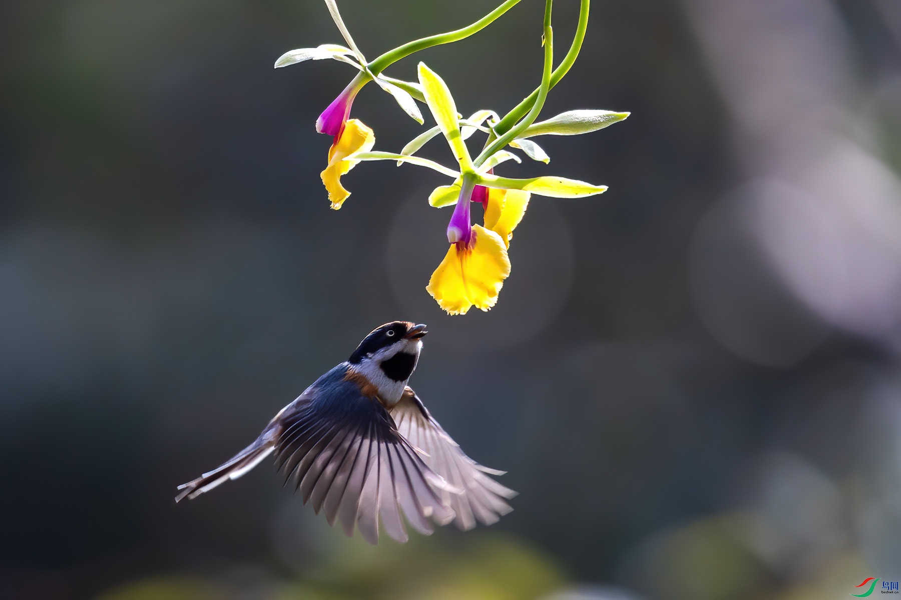 ��ͷ��βɽȸ