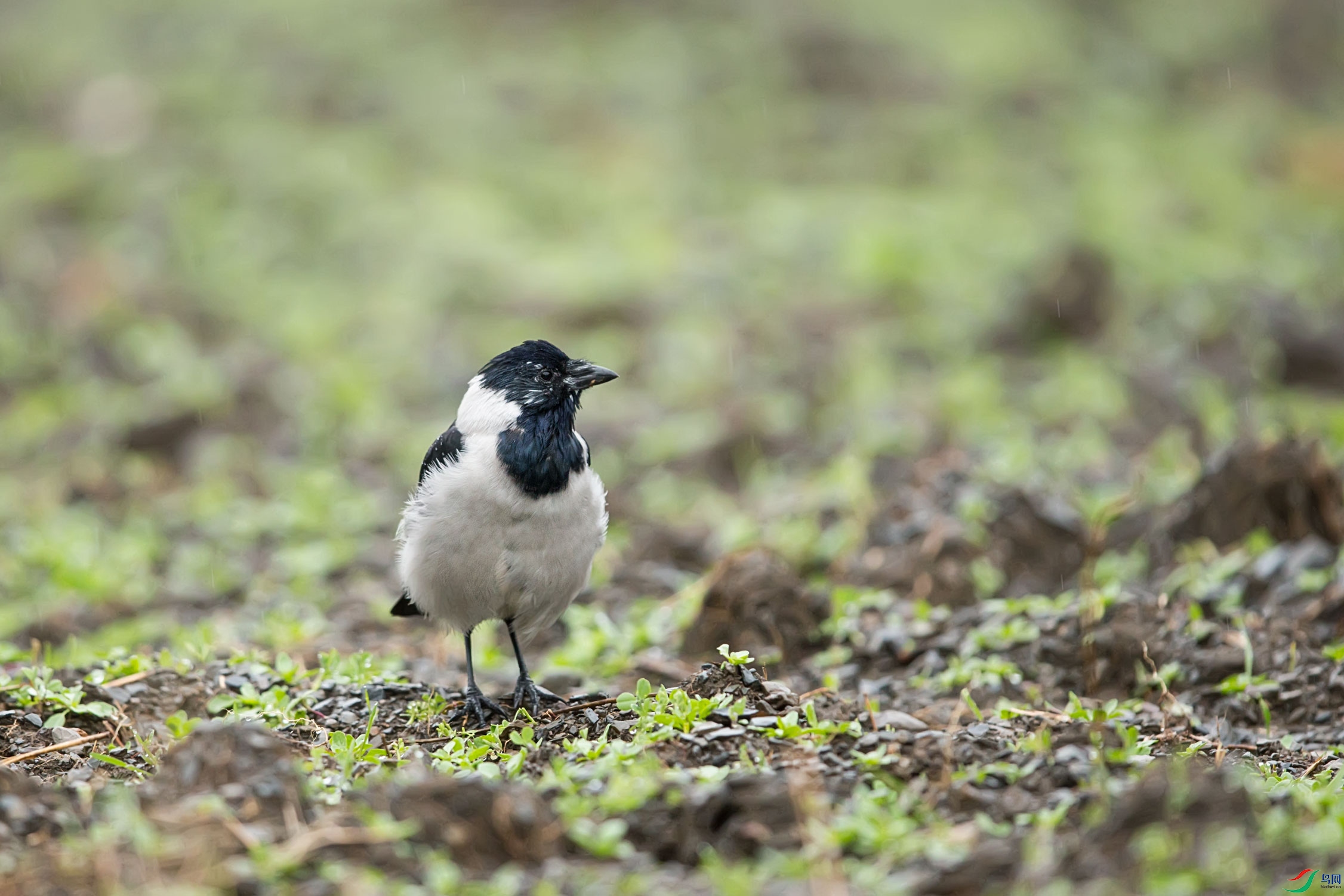 �����ﺮѻ (3).jpg