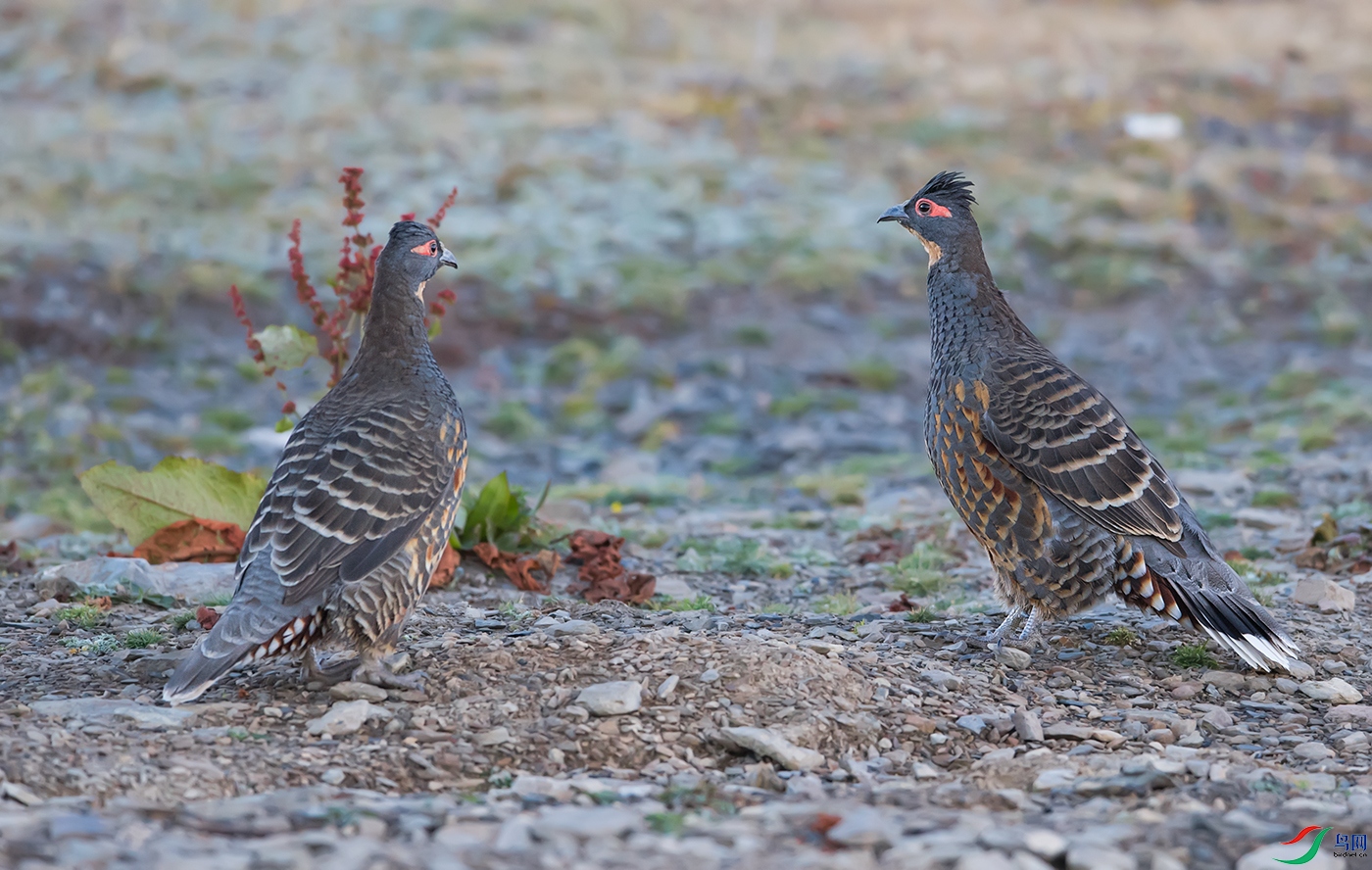 DSC_44001.jpg