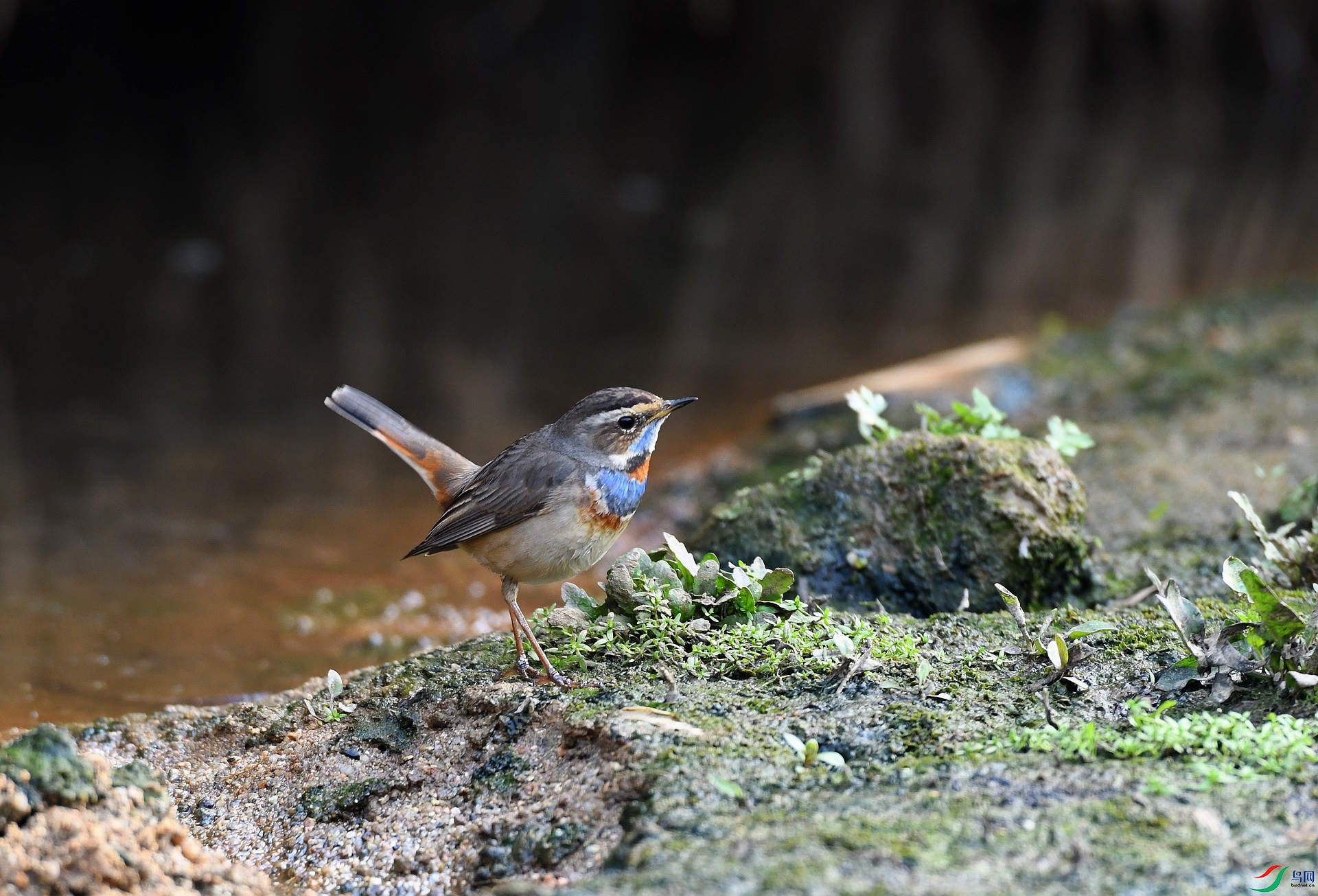 DSC_7196.jpg