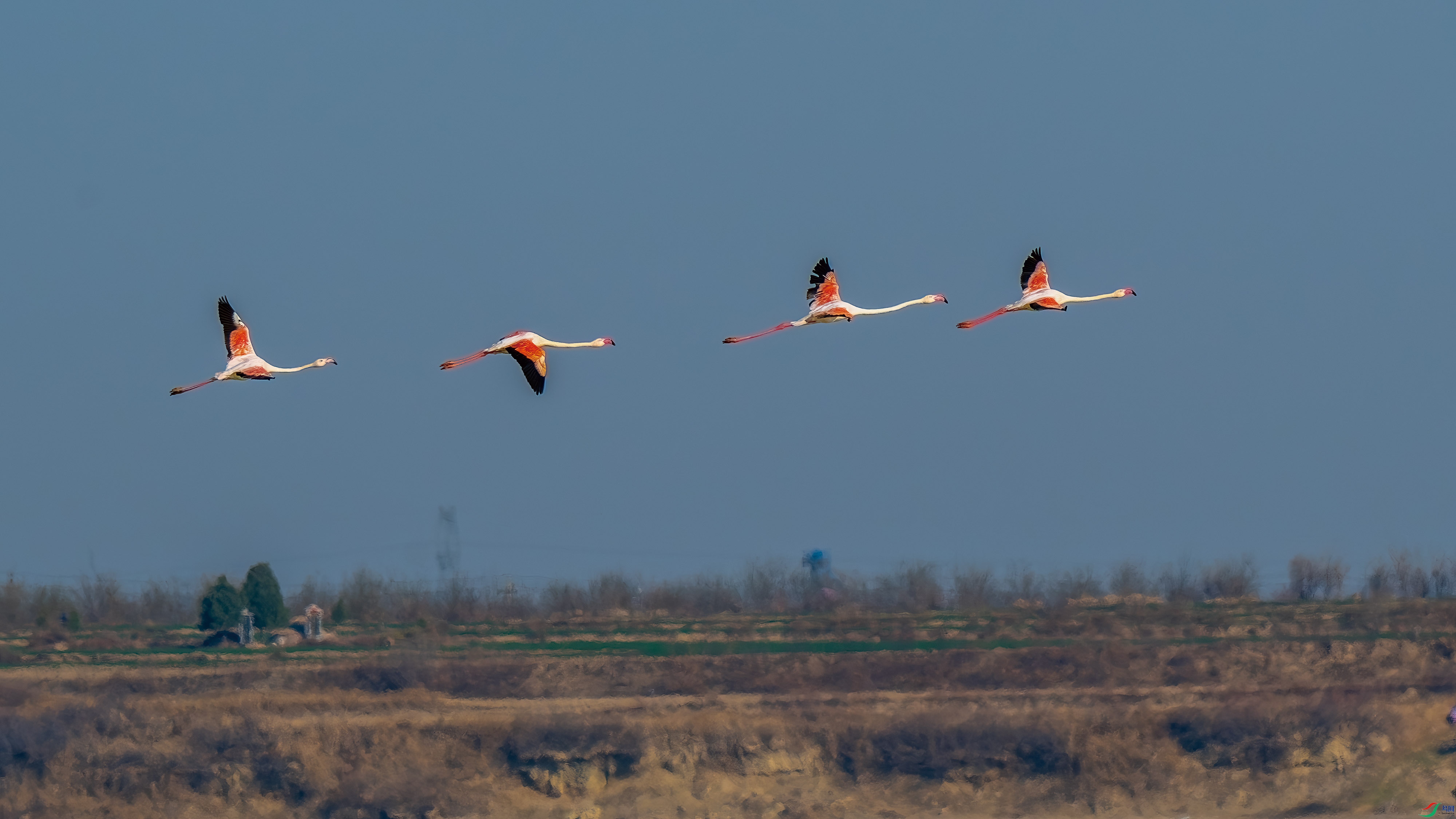 DSC_6337-����ǿ-NR.jpg