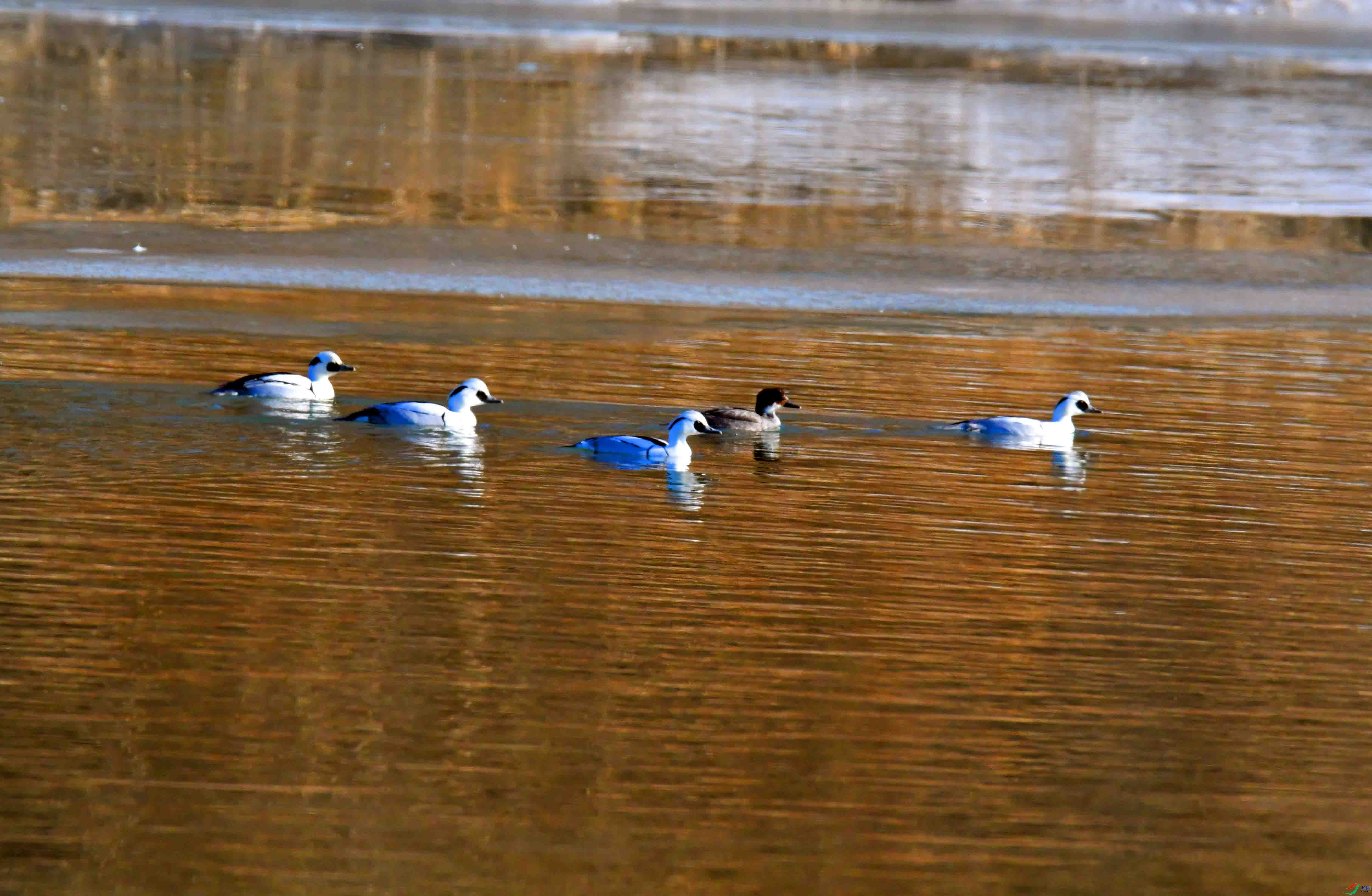 DSC_5053.JPG