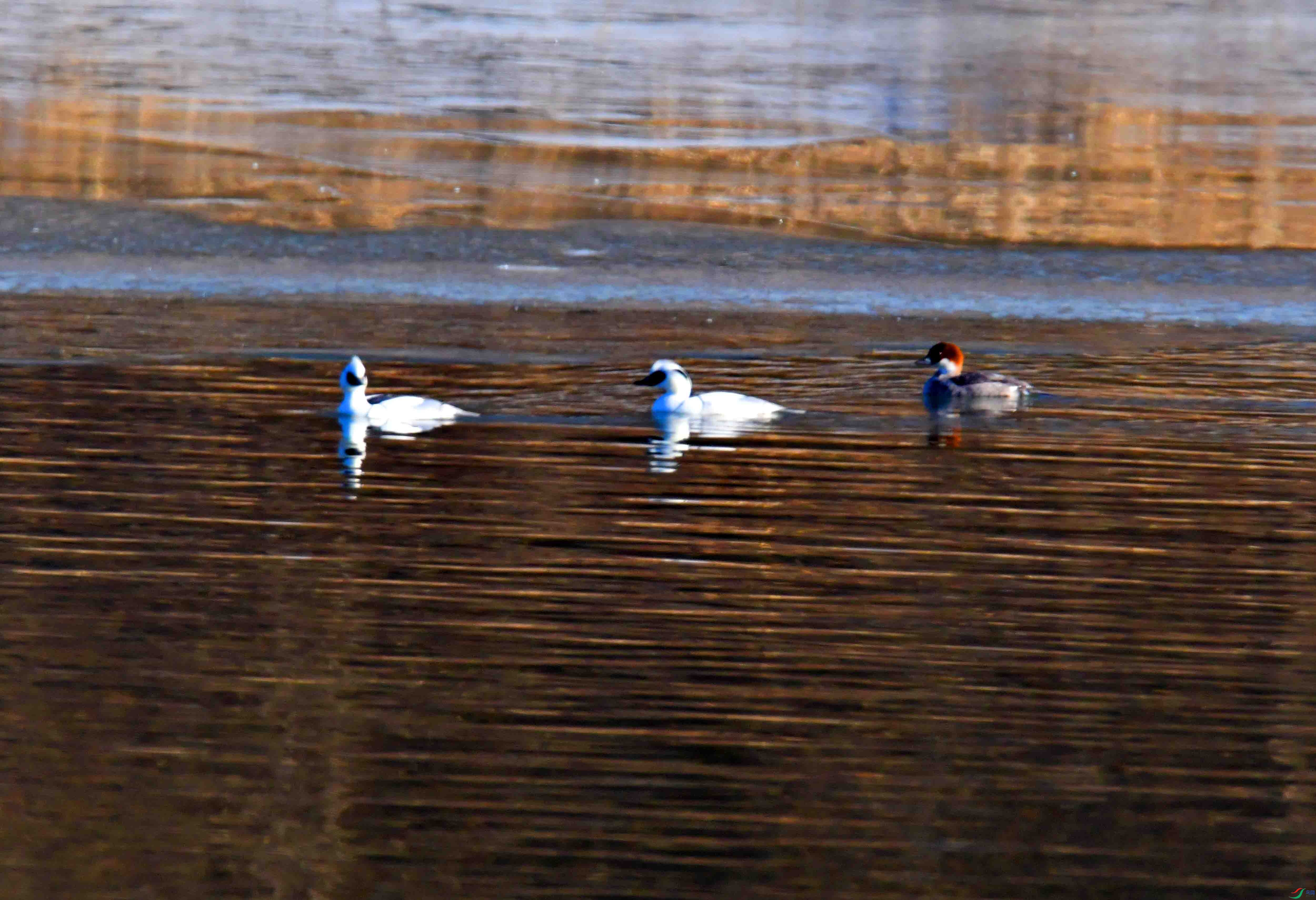 DSC_5060.JPG