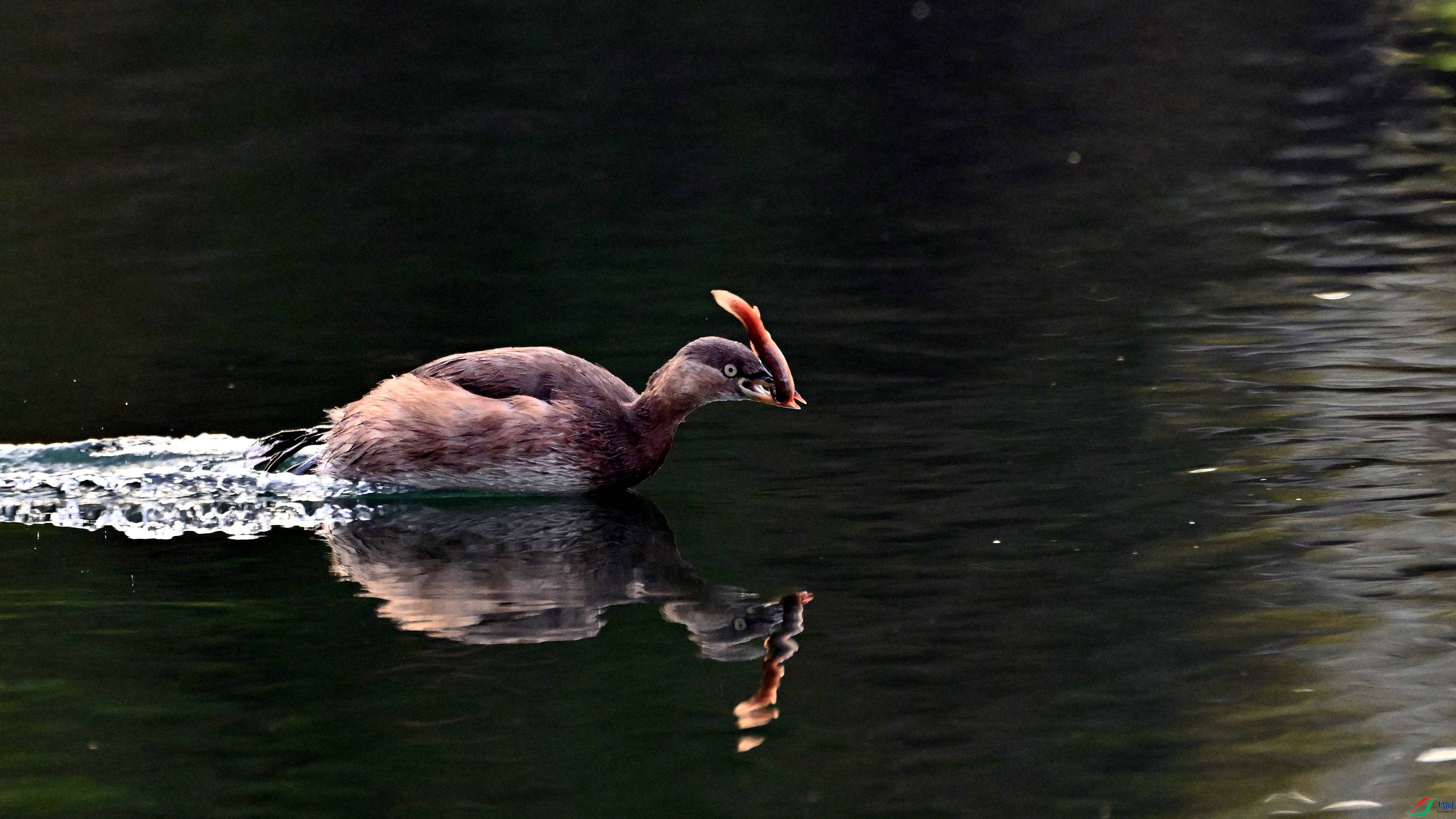 DSC_9899.JPG