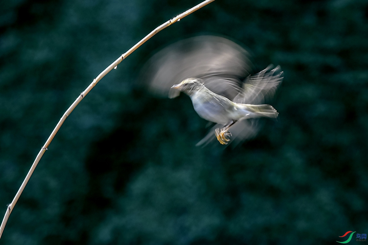 DSC_1012.jpg
