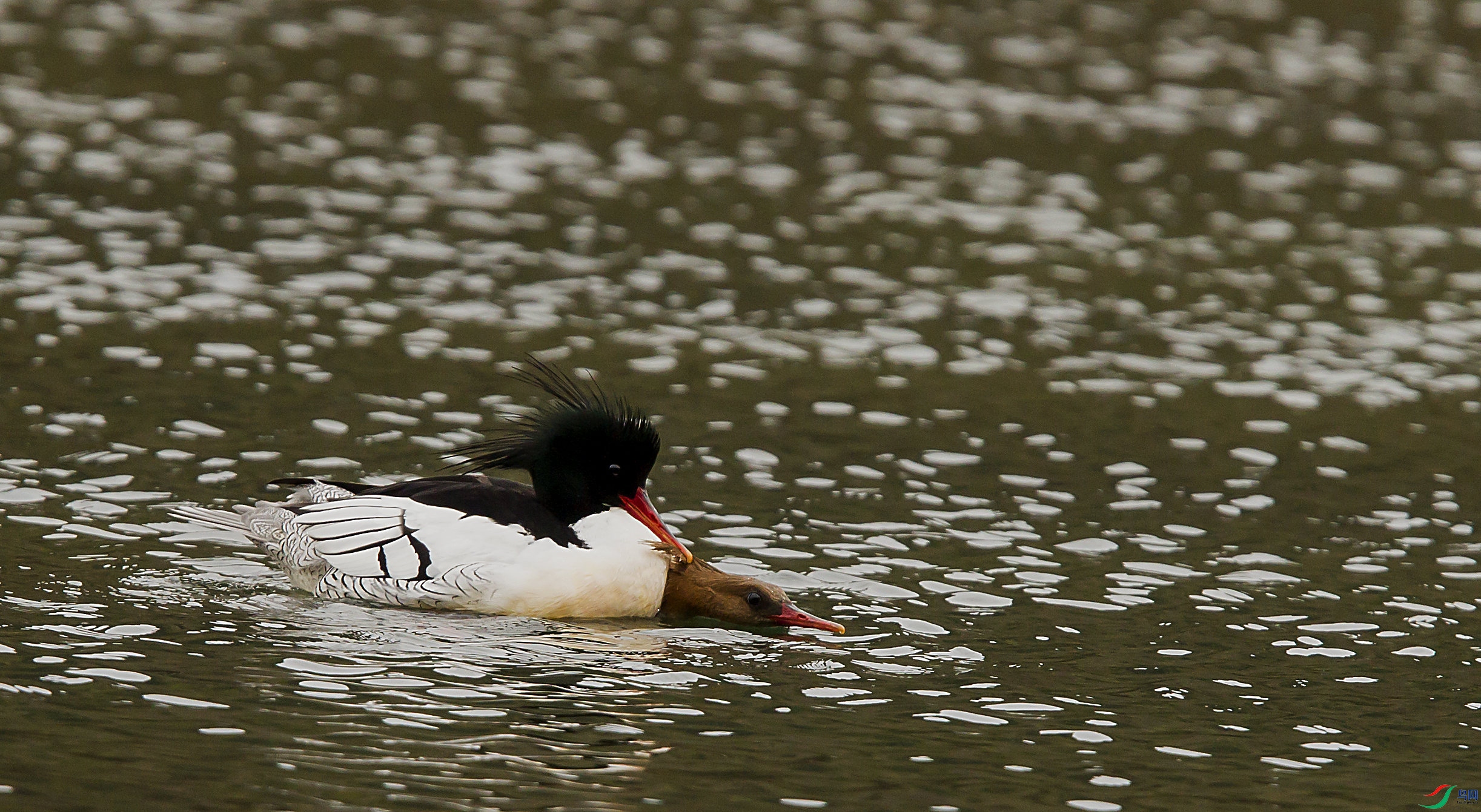 ��ס����