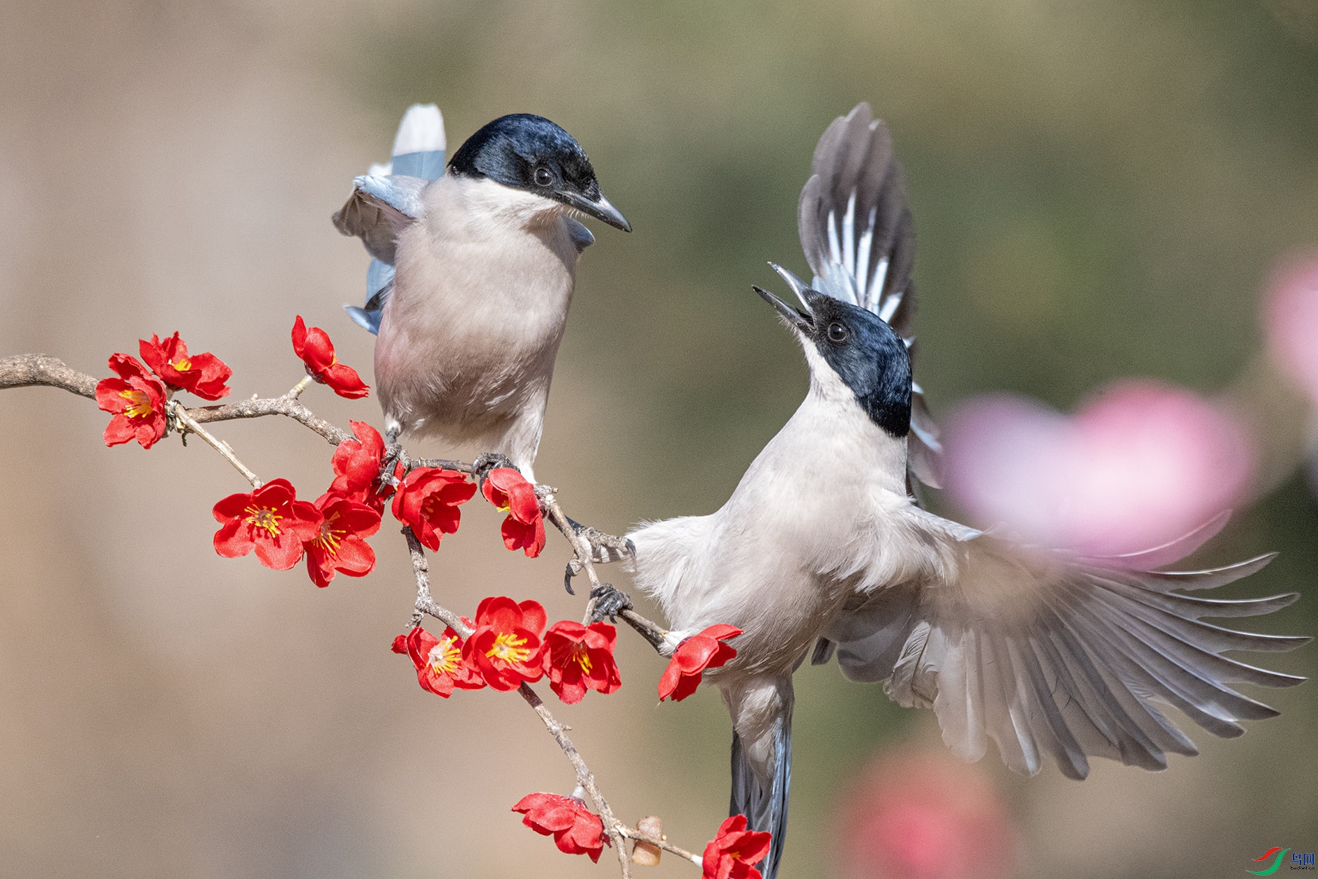 DSC_7037 ����.jpg