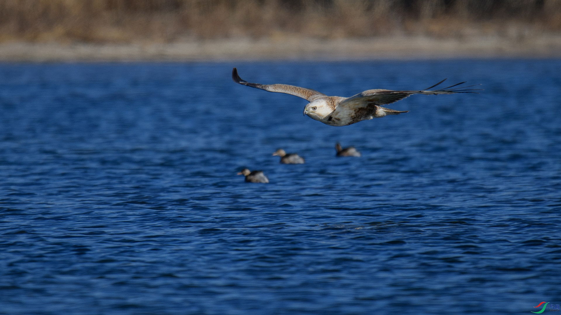 DSC_8427-20250117��.jpg