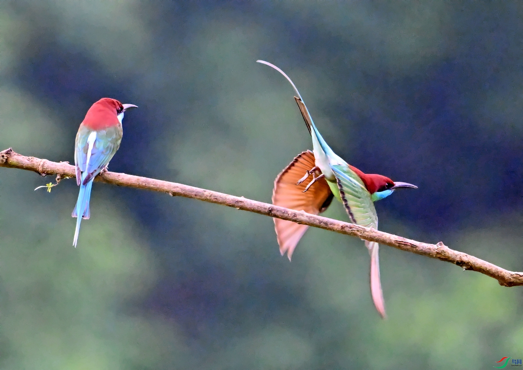 DSC_2032---_conew1.jpg