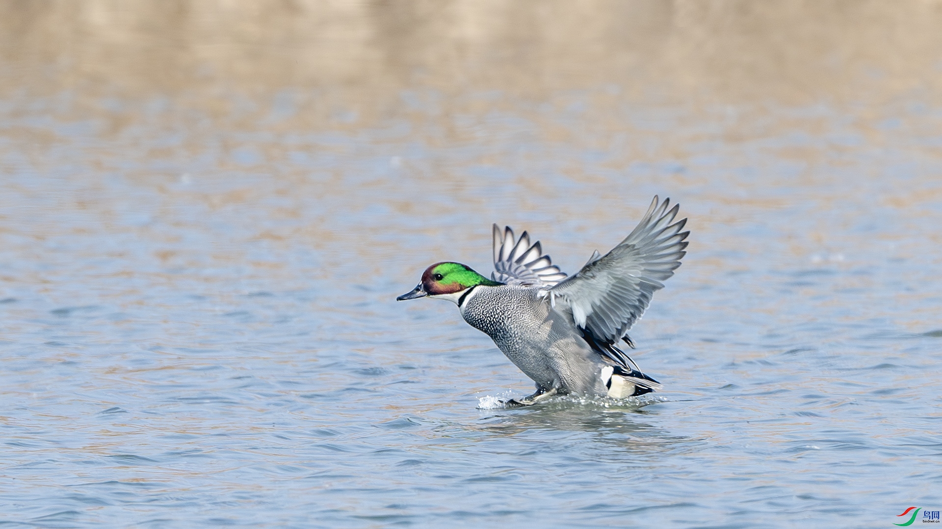 DSC_7006-����ǿ-NR ����.jpg