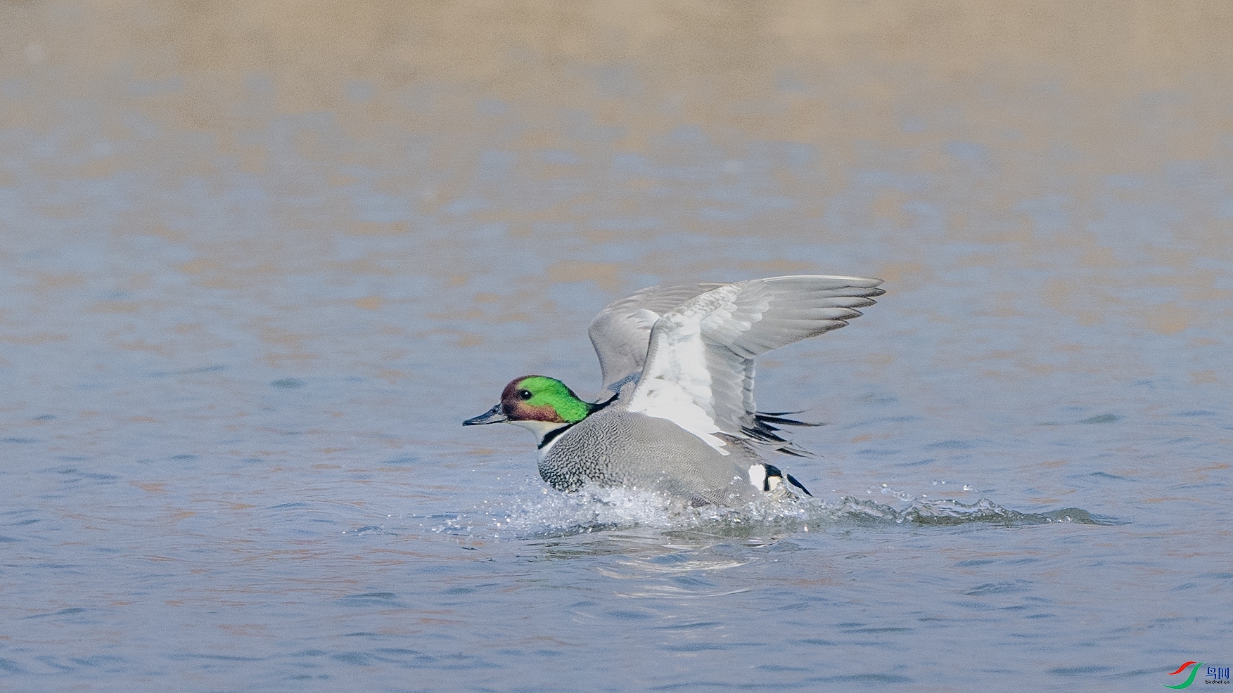 DSC_7008 ����.jpg