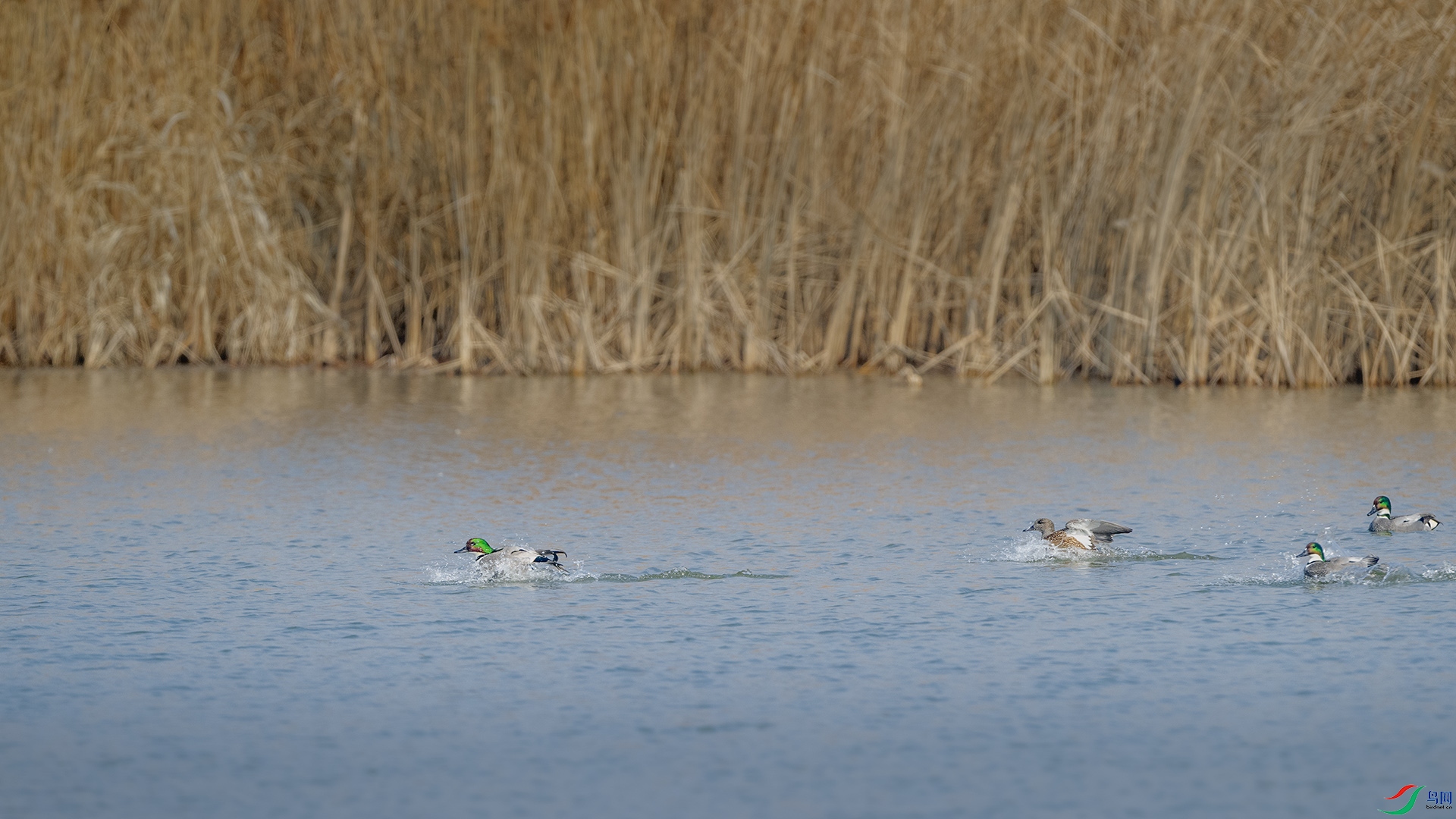 DSC_7012 ����.jpg