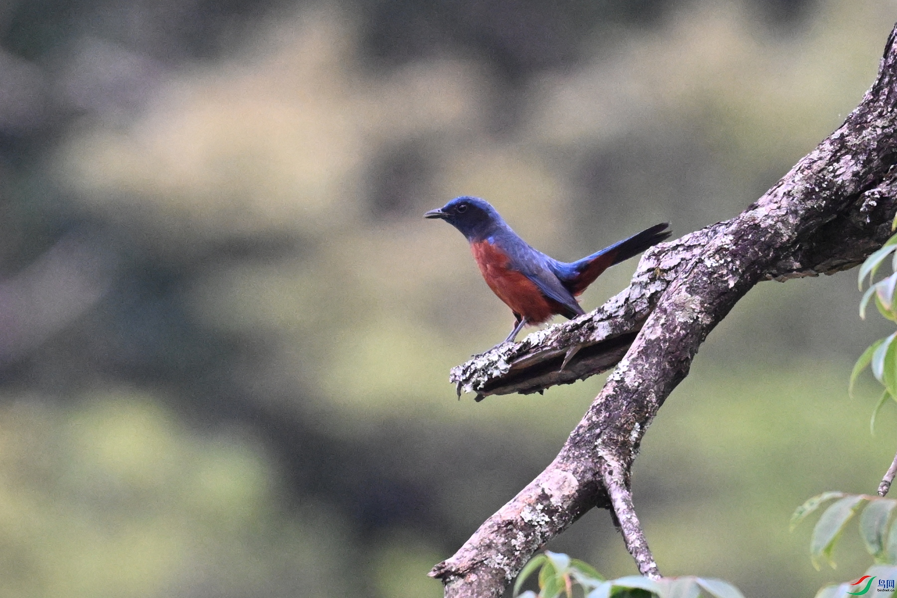 DSC_1820.JPG