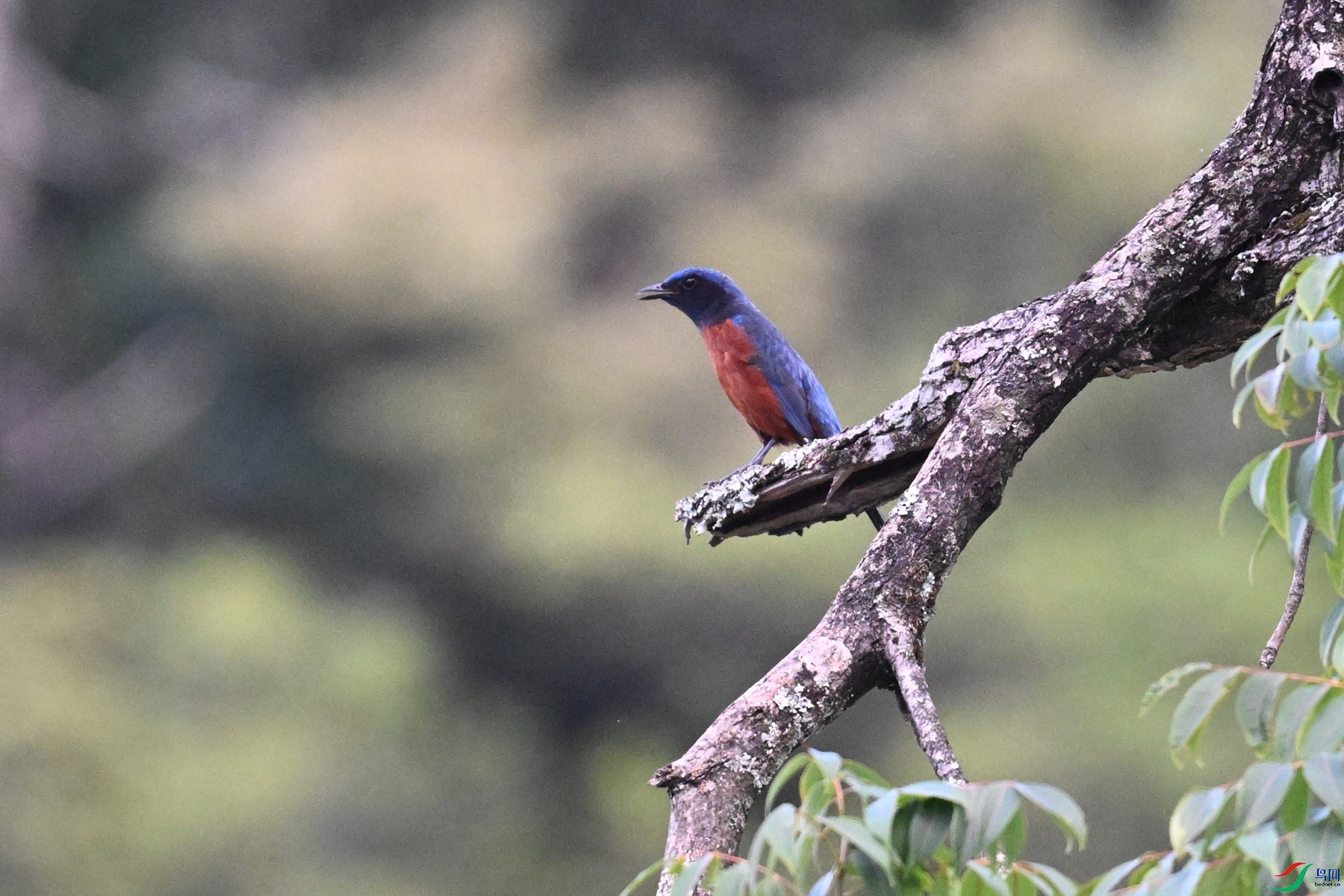 DSC_1832.JPG