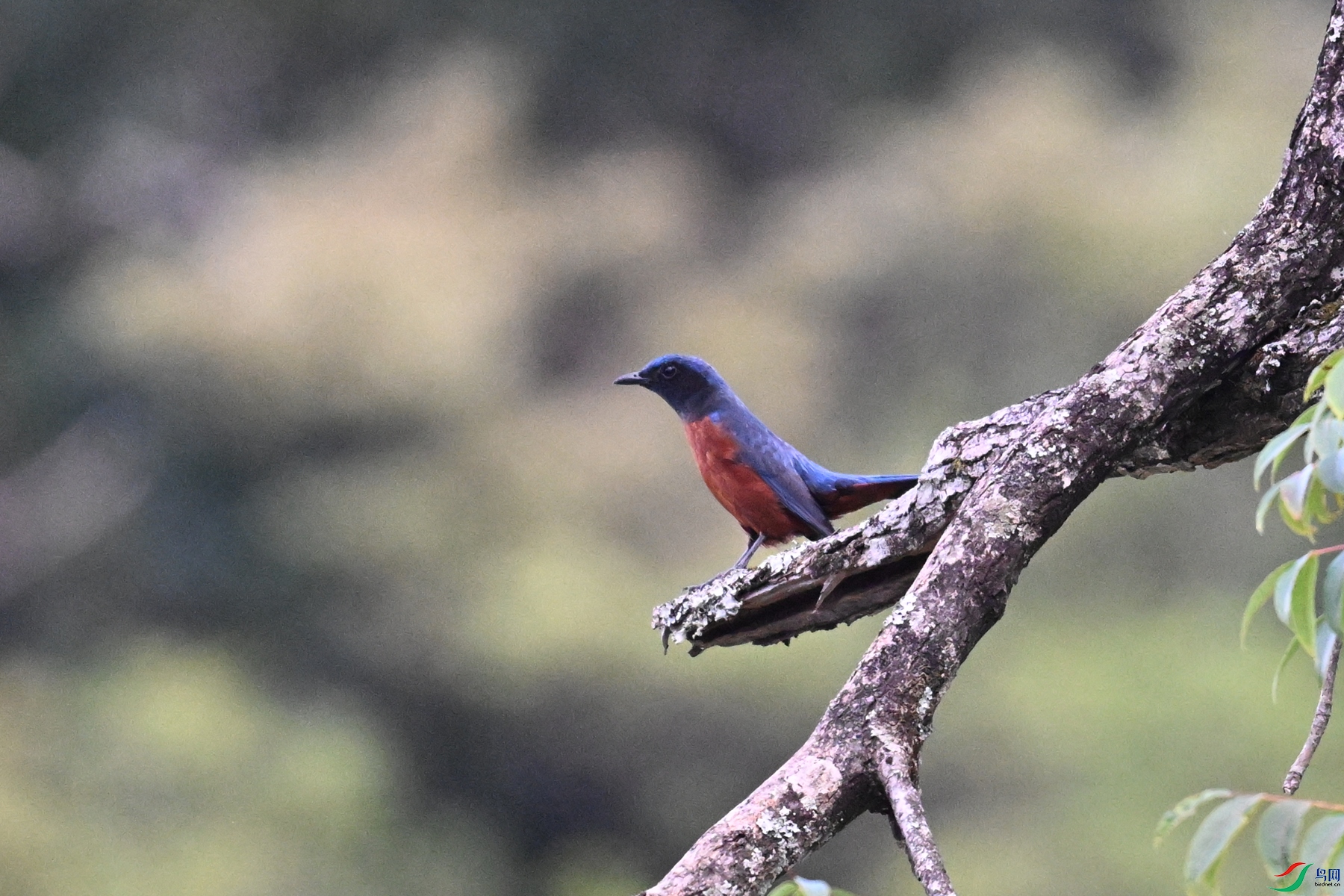 DSC_1824.JPG