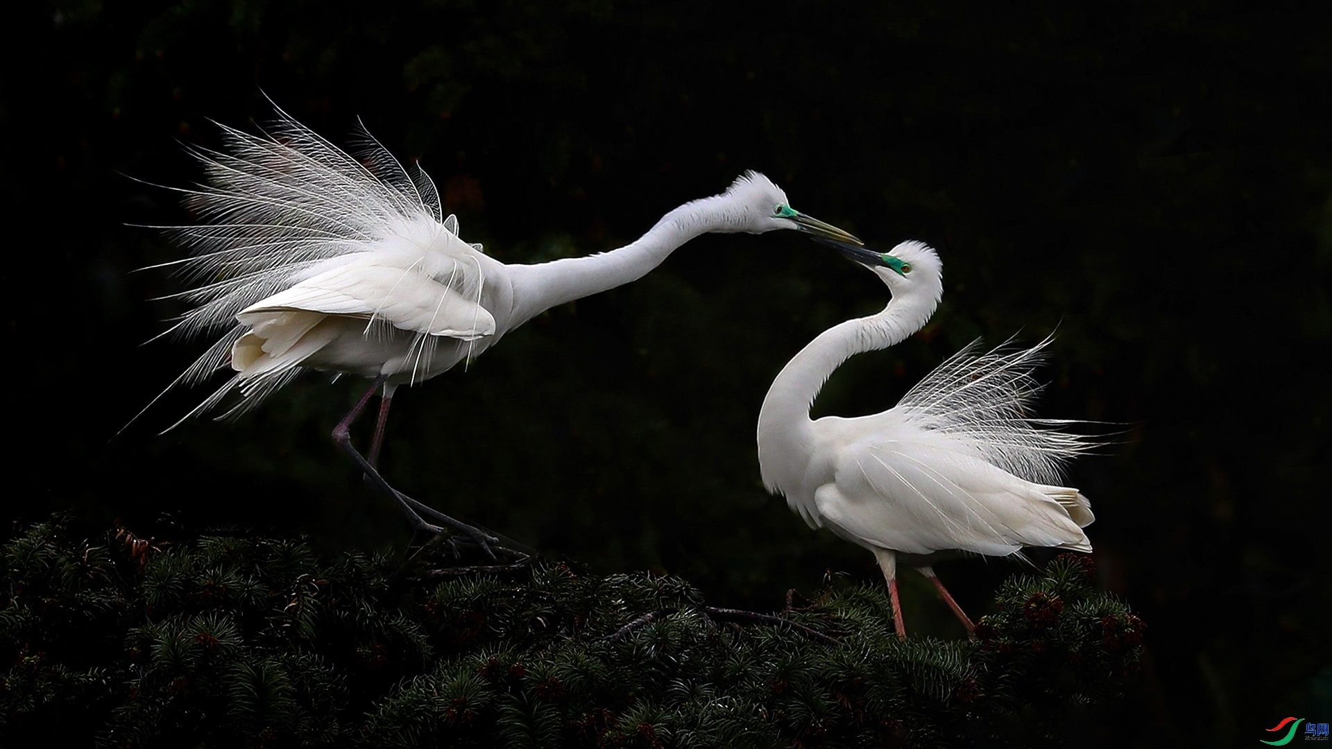 2.15 ��������ʦ��Ʒ  ����  �ٻ�2026��2��15����Ӱʦ��ҳ����.jpg