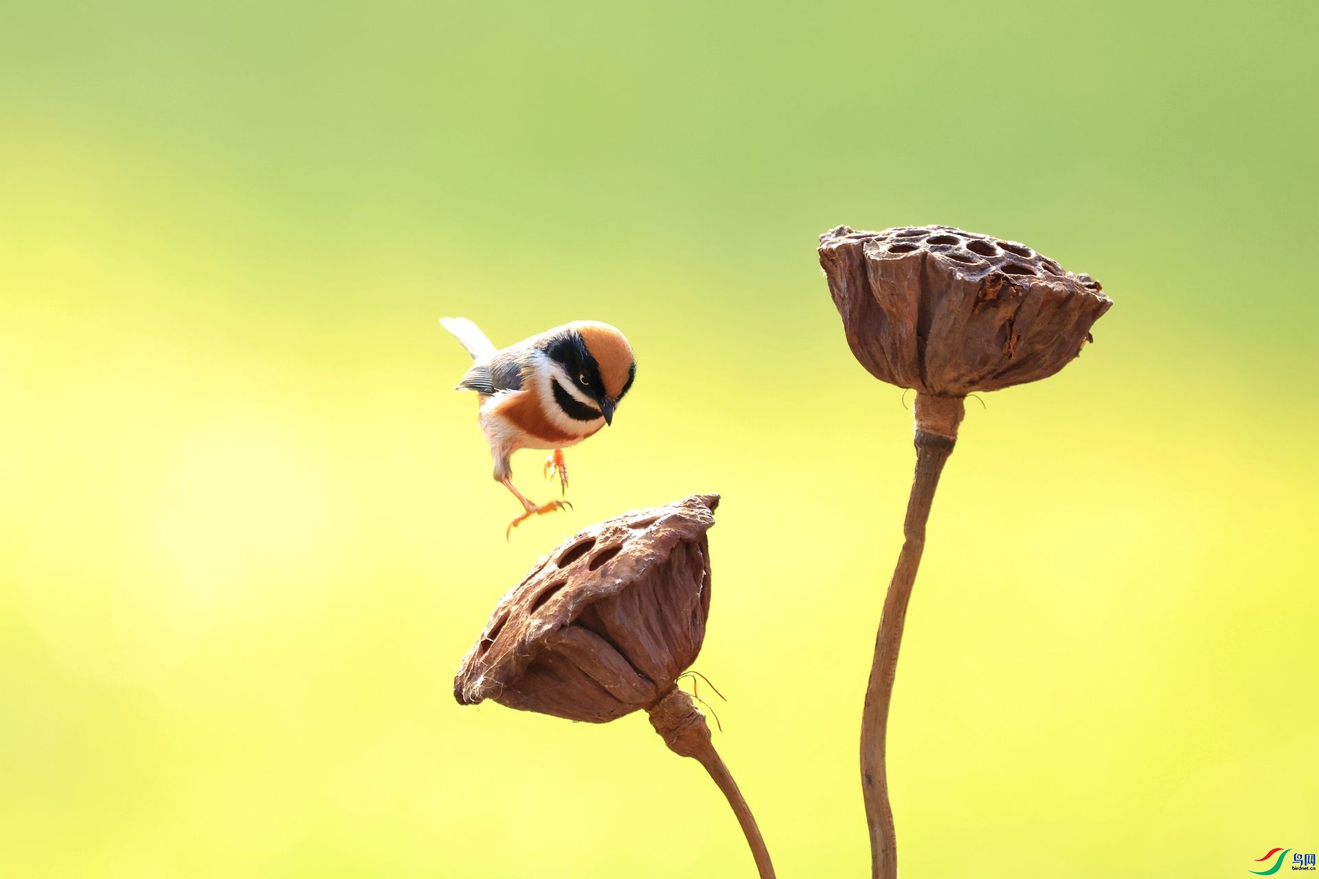 2.17 �׺�ɳ����ʦ��Ʒ  ���㽵��   �ٻ�2026��2��17�ջ�Ա��ҳ����.jpg