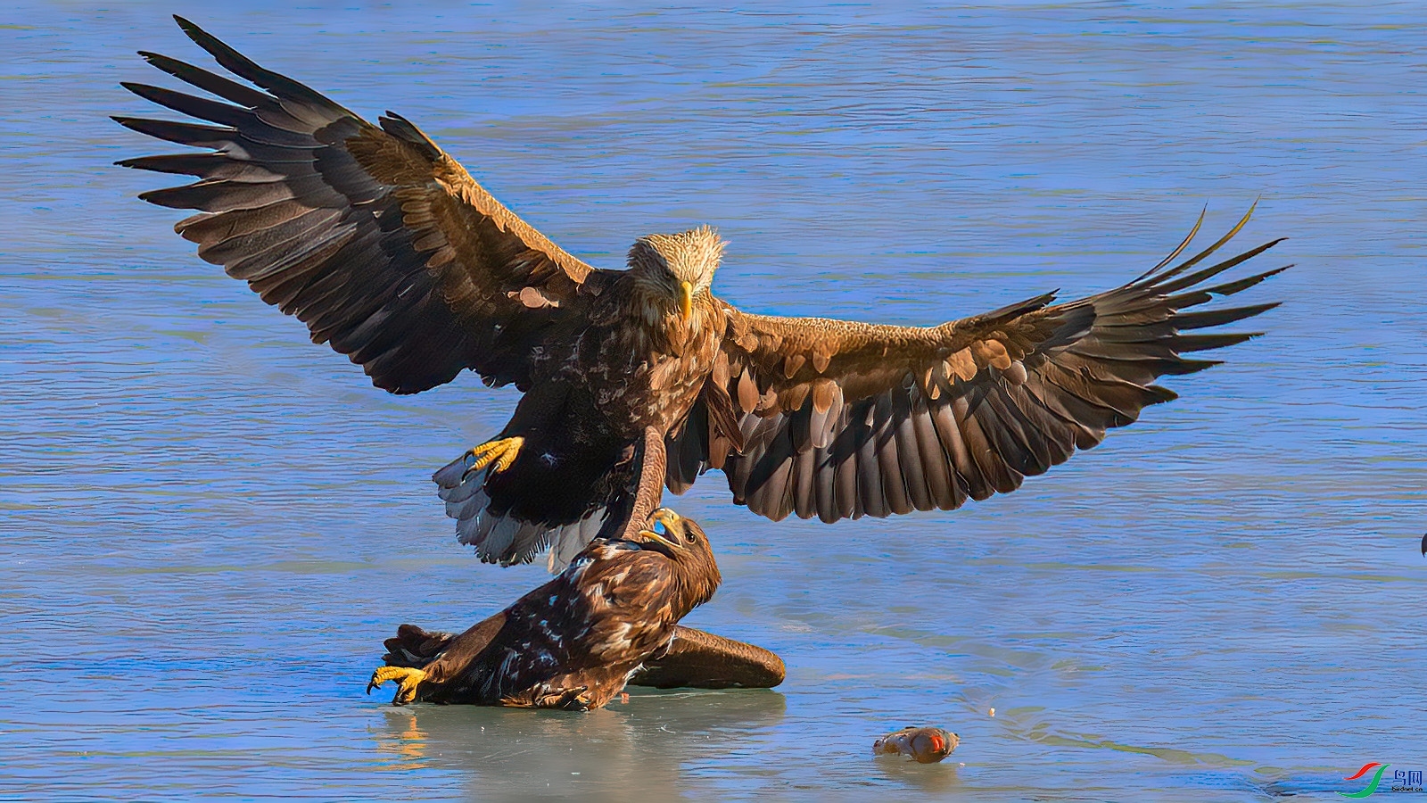 2.17 ������ʦ��Ʒ  Ϊʳ����   �ٻ�2026��2��17����Ӱʦ��ҳ����.jpg