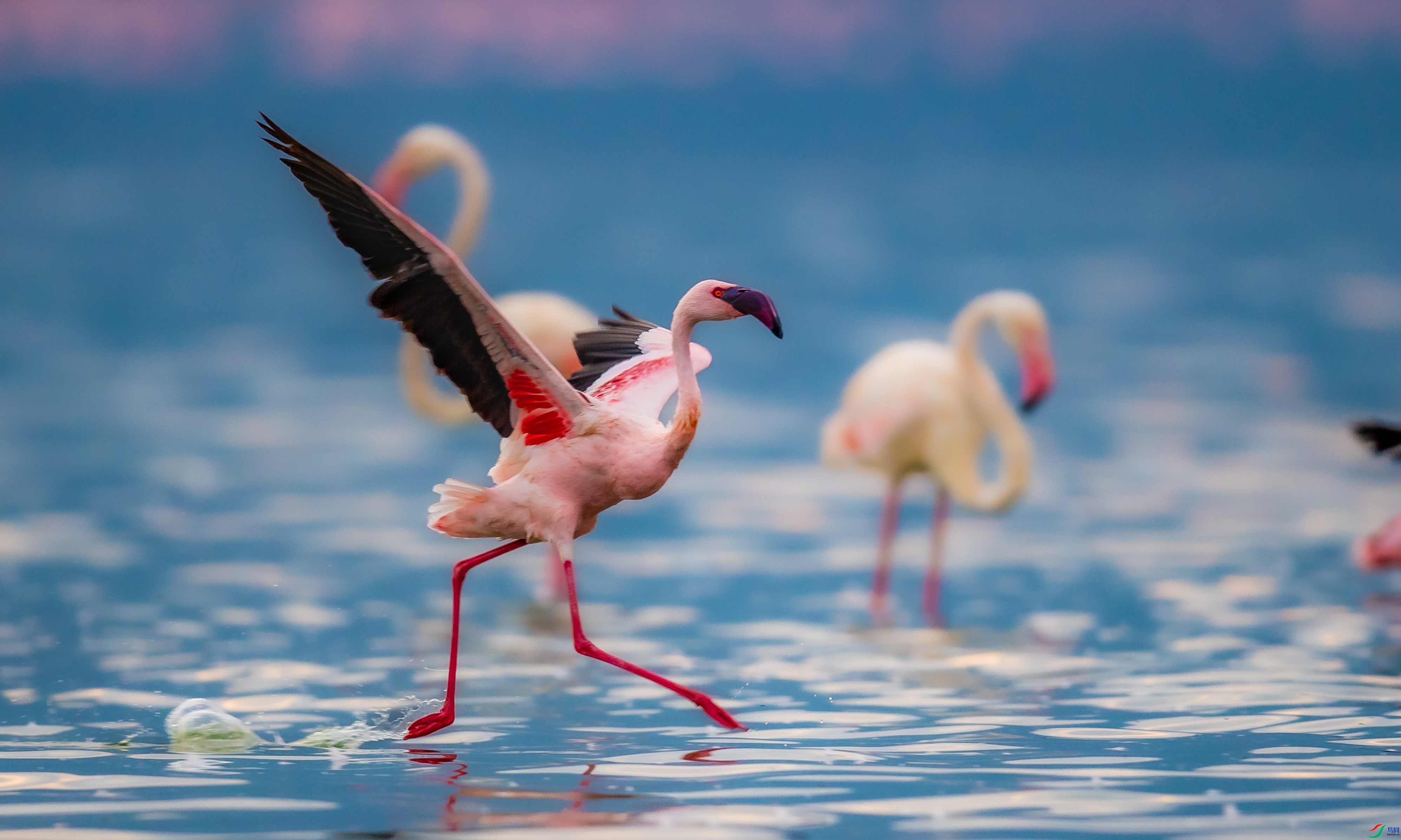 2.17 ��������bj��ʦ��Ʒ  ̤�˶���  �ٻ�2026��2��17�հ�����ҳ����.jpg