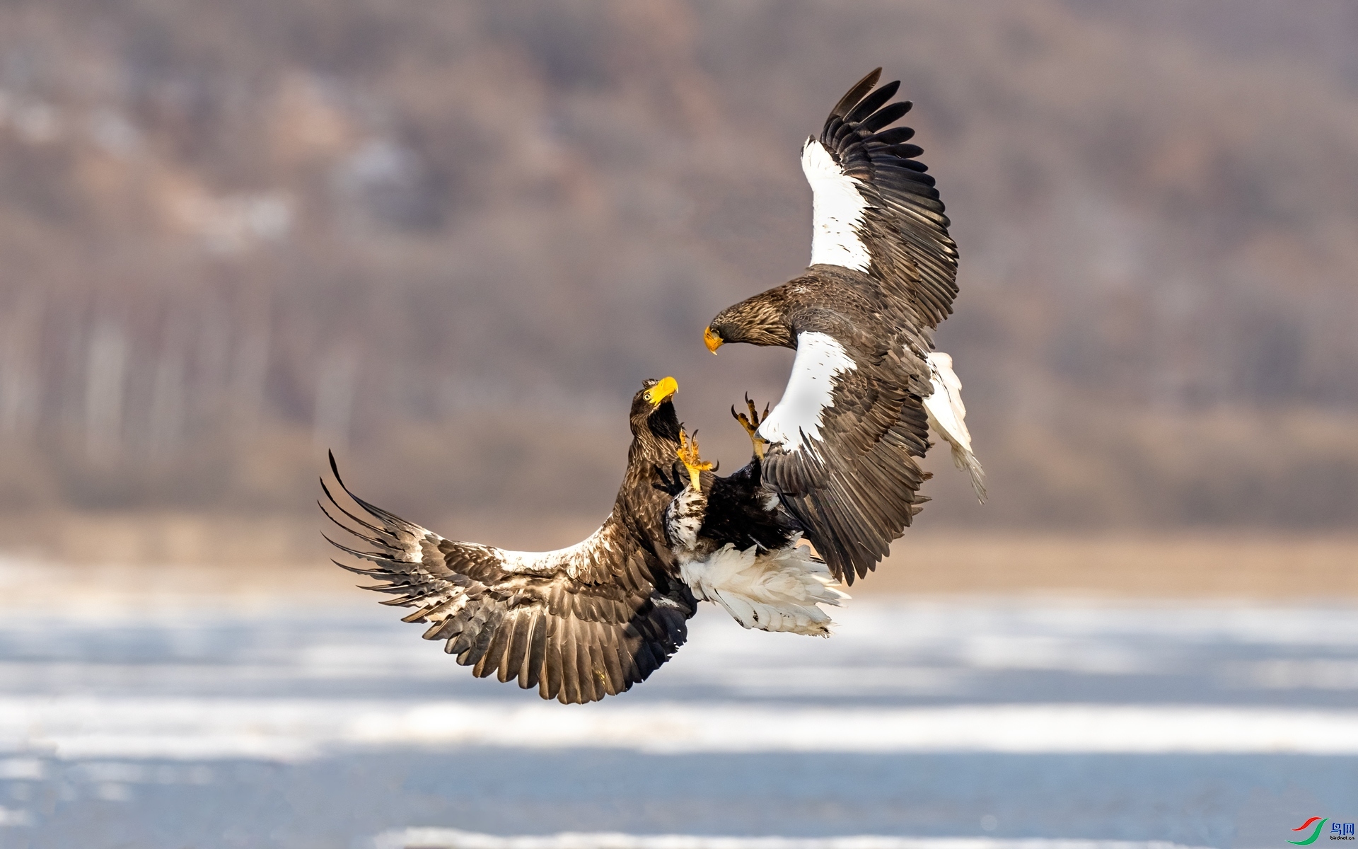 2.19 ���DK��ʦ��Ʒ  ����  �ٻ�2026��2��19 ��ÿ�ռ���.jpg