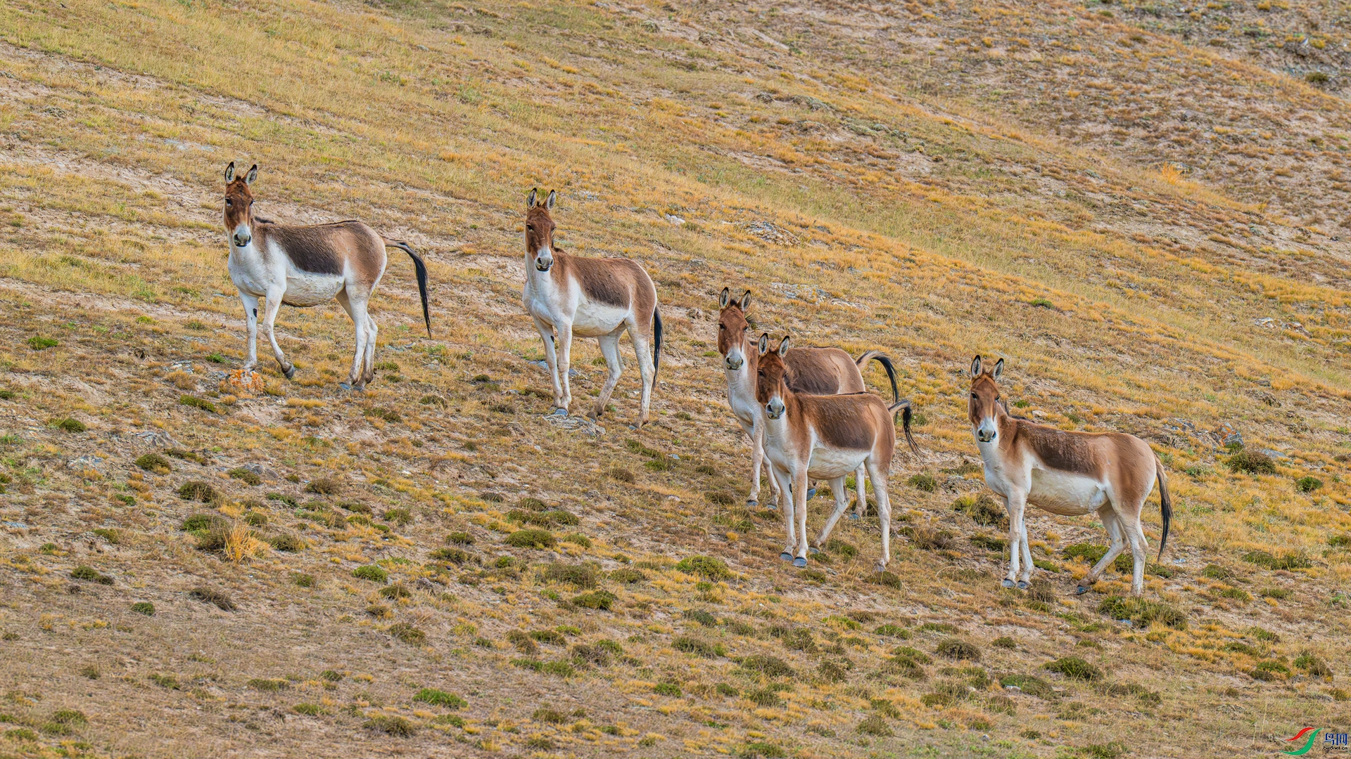DSC_6318-1_����.jpg