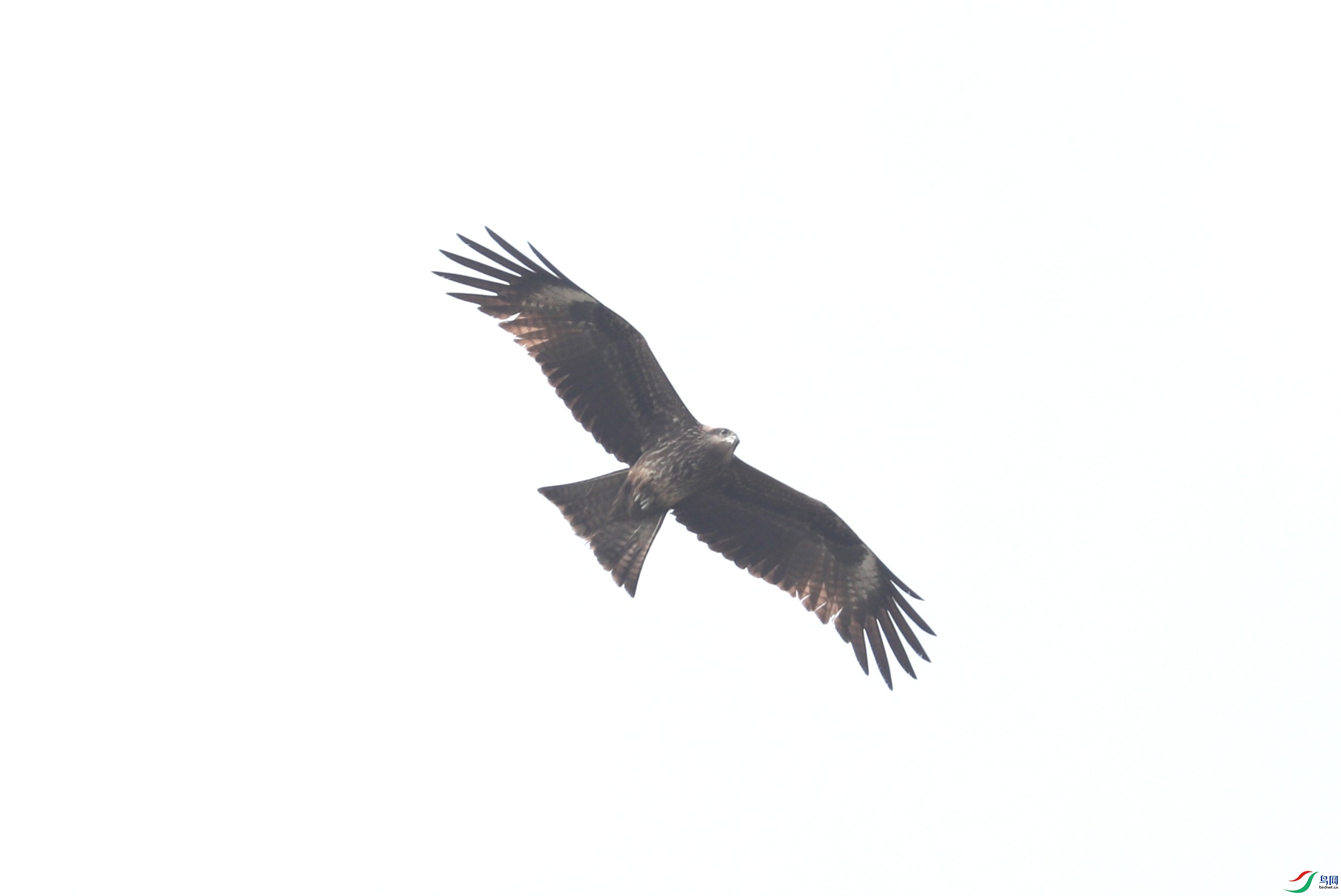 BL7A9403.JPG
